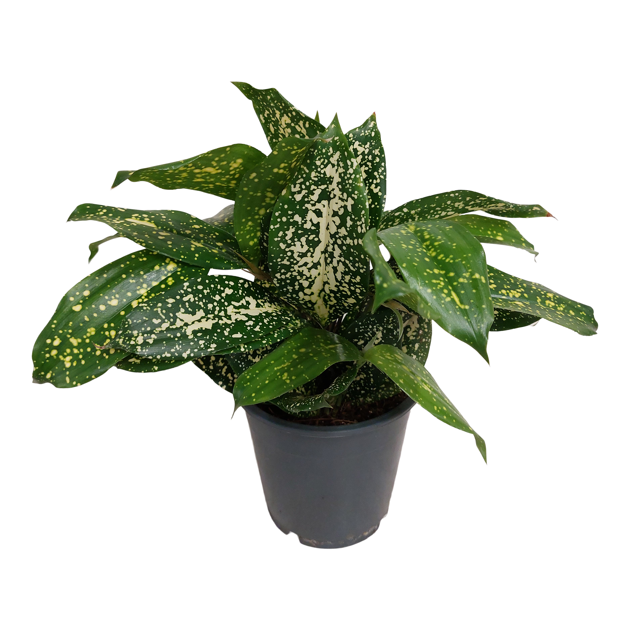 Dracena Florida Beauty 30 cm