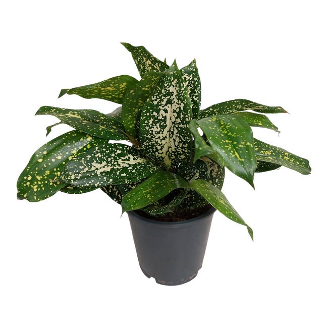 Dracena florida beauty 30 cm 91788043