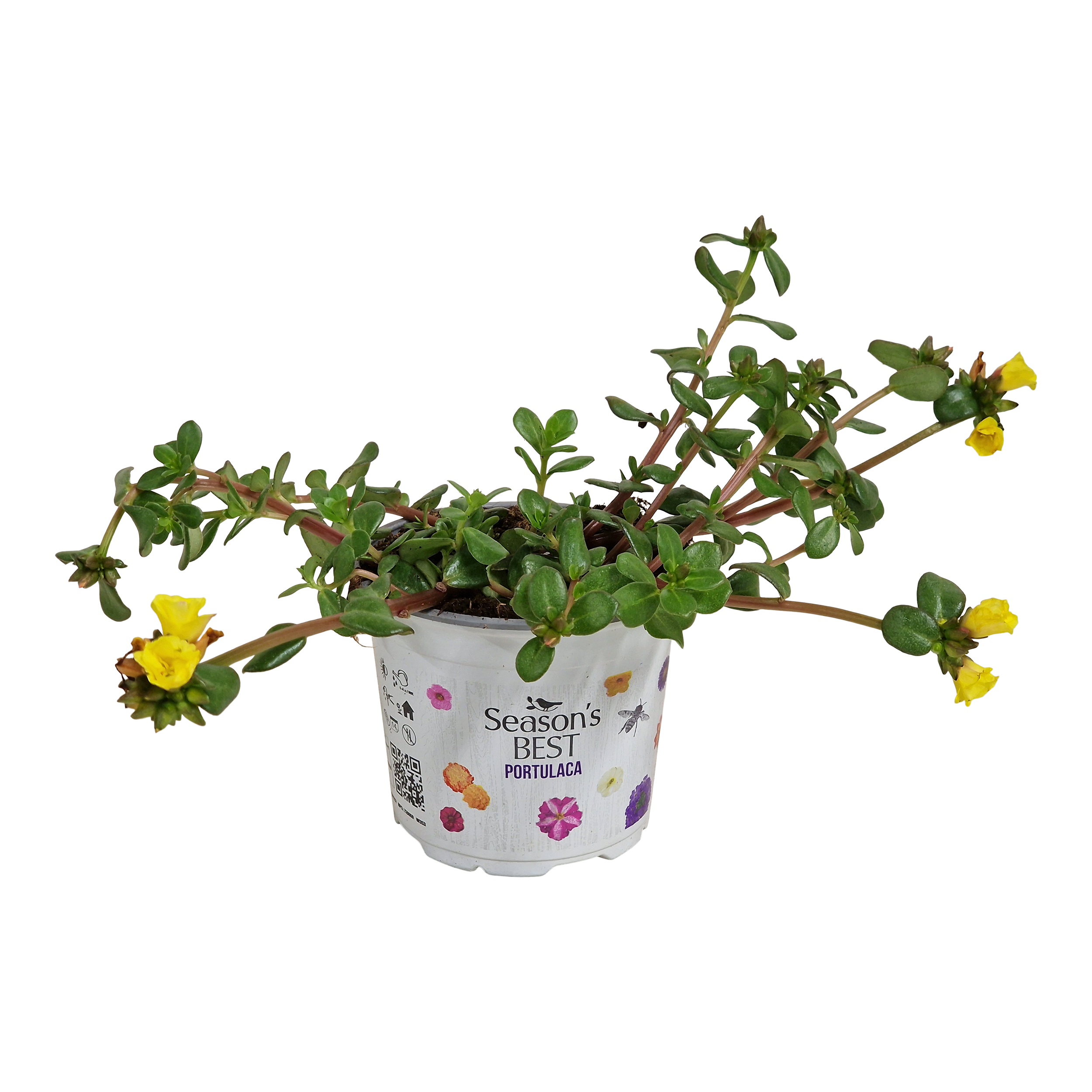 Portulaka 20 cm