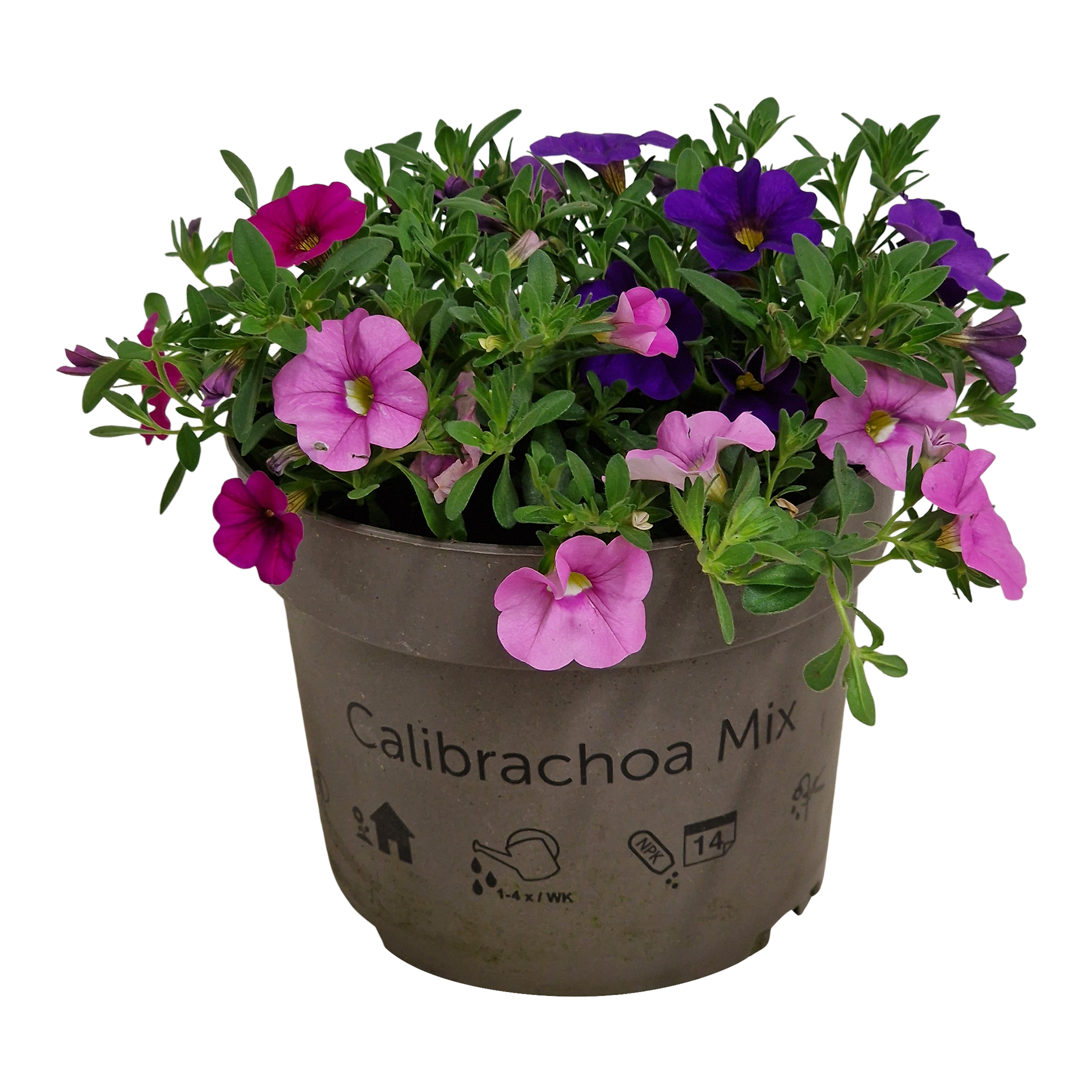 Calibrachoa 25 cm