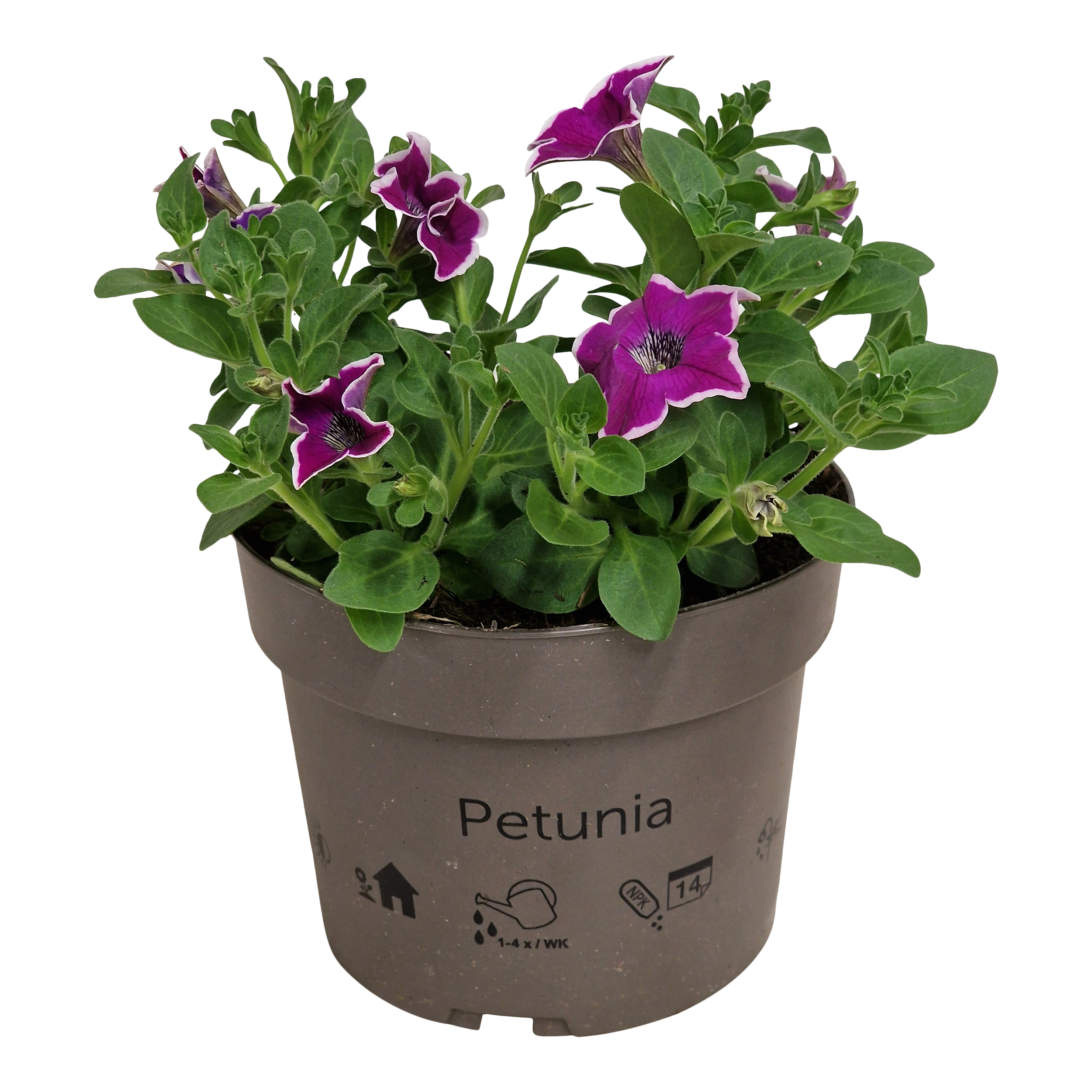 Petunia 25 cm