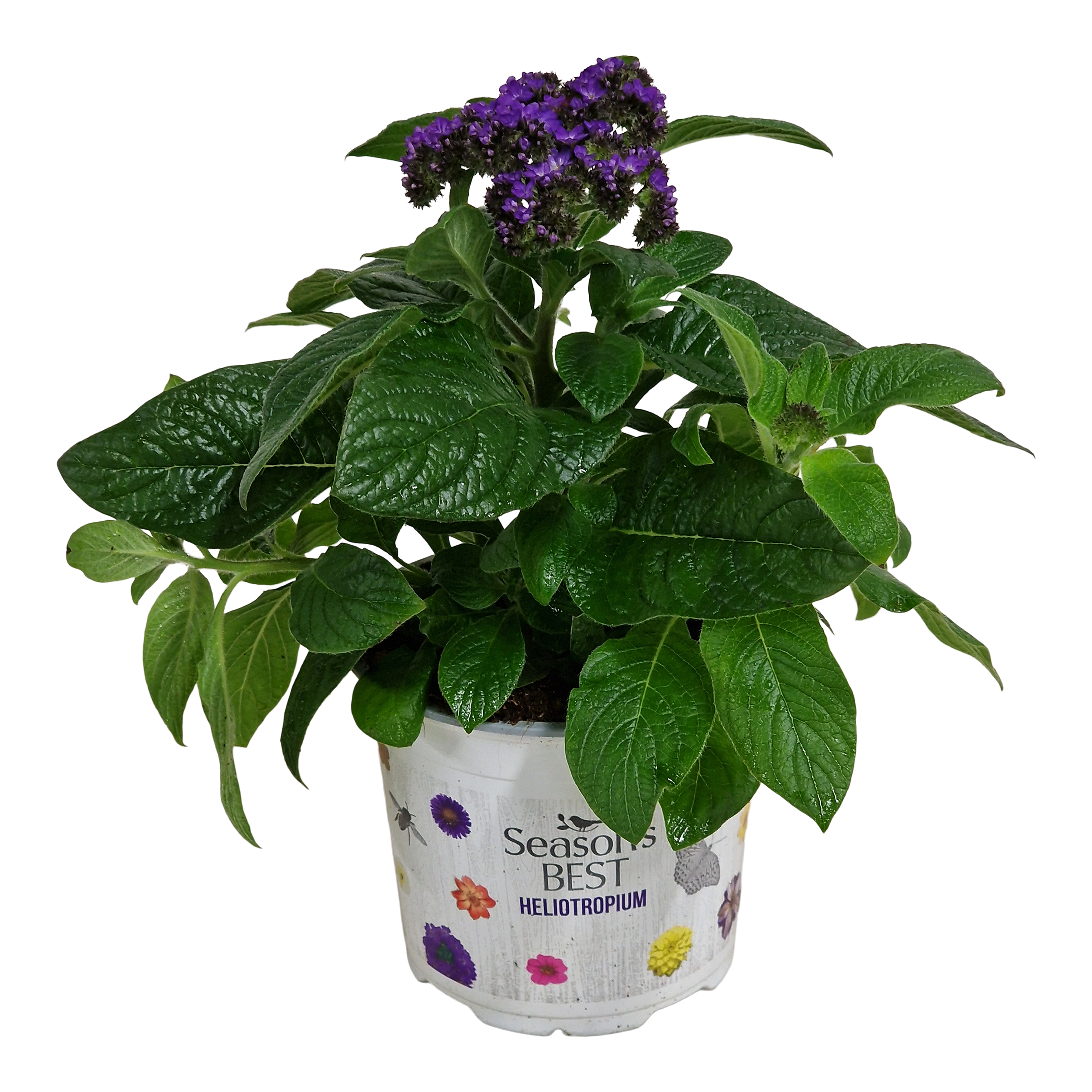 Heliotrop 20 cm