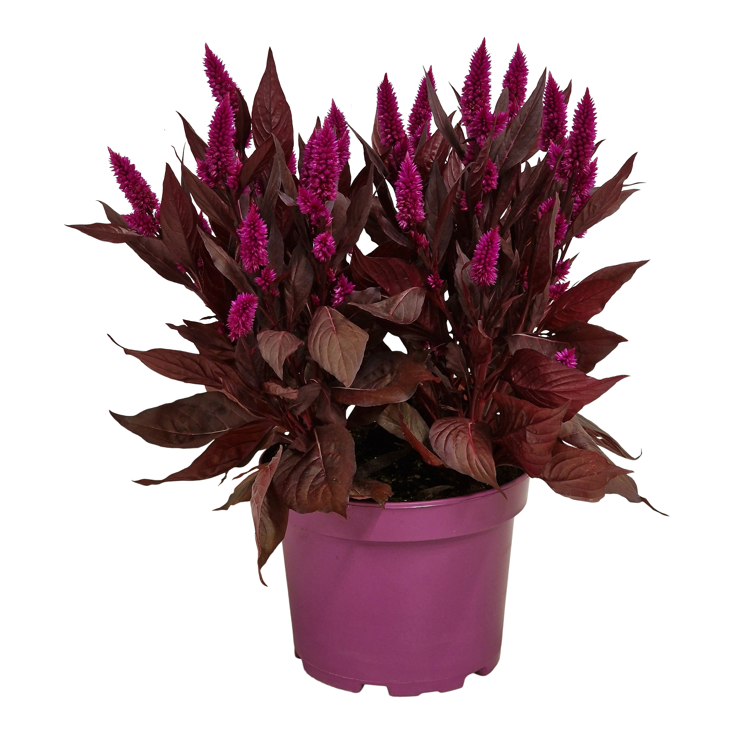Celozja Mystic Shades 45 cm