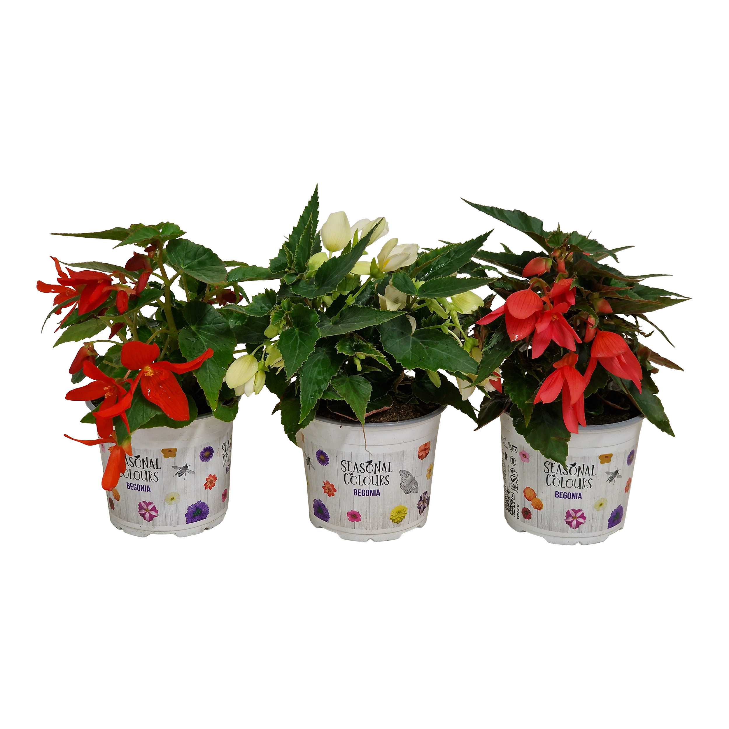Begonia 20 cm