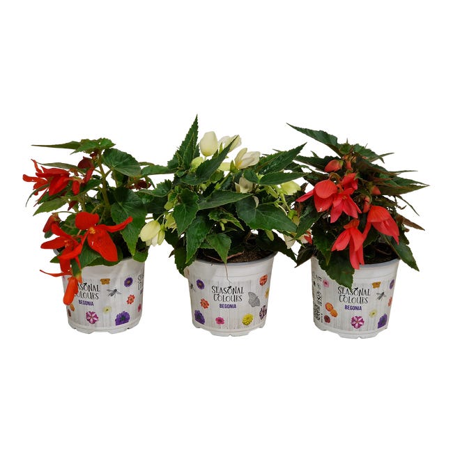 BEGONIA 20CM P12 HAM 45524780