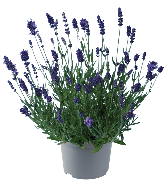 Lawenda 15-30 cm