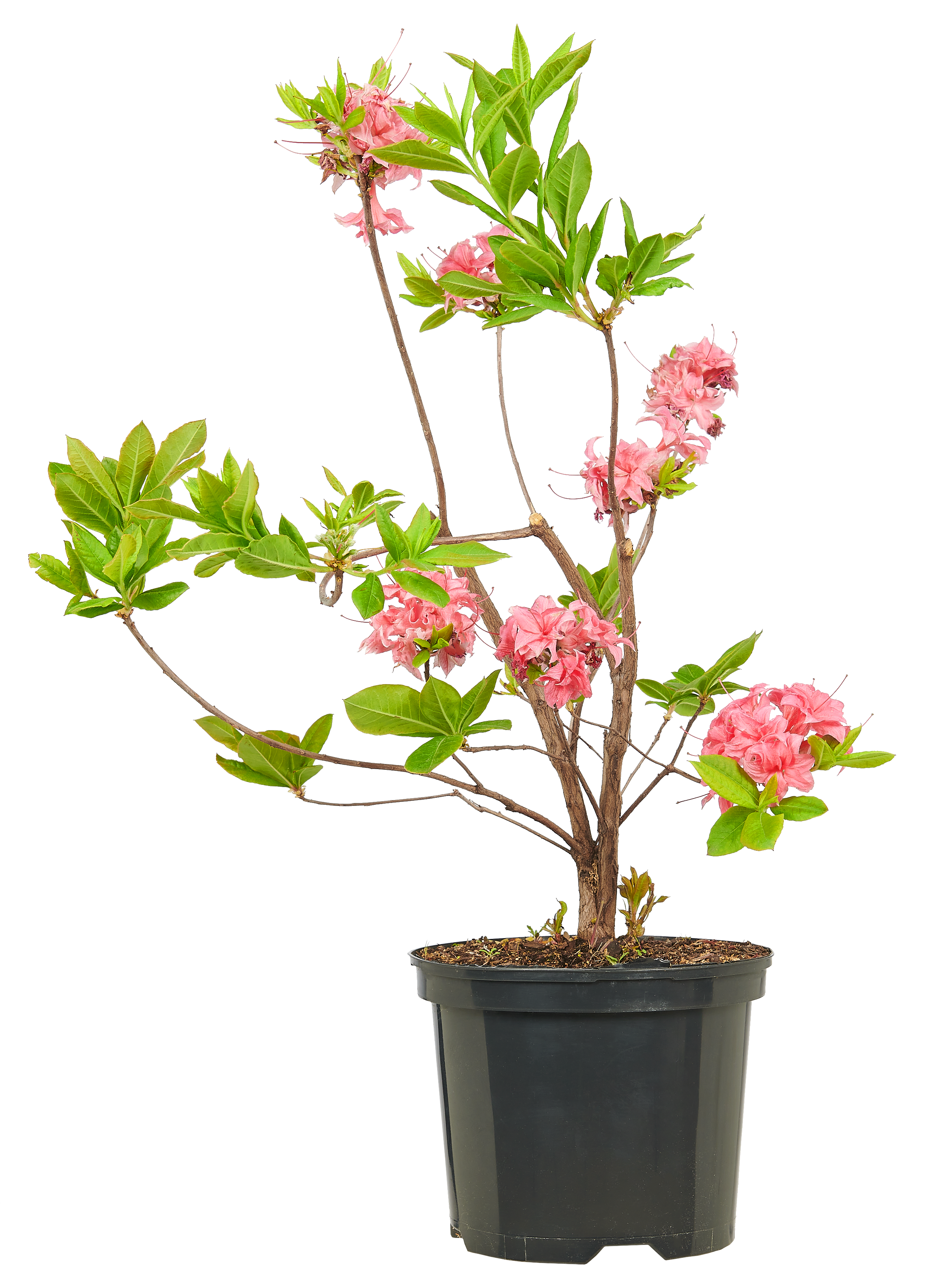 Azalia wielkokwiatowa mix 40-60 cm - 2