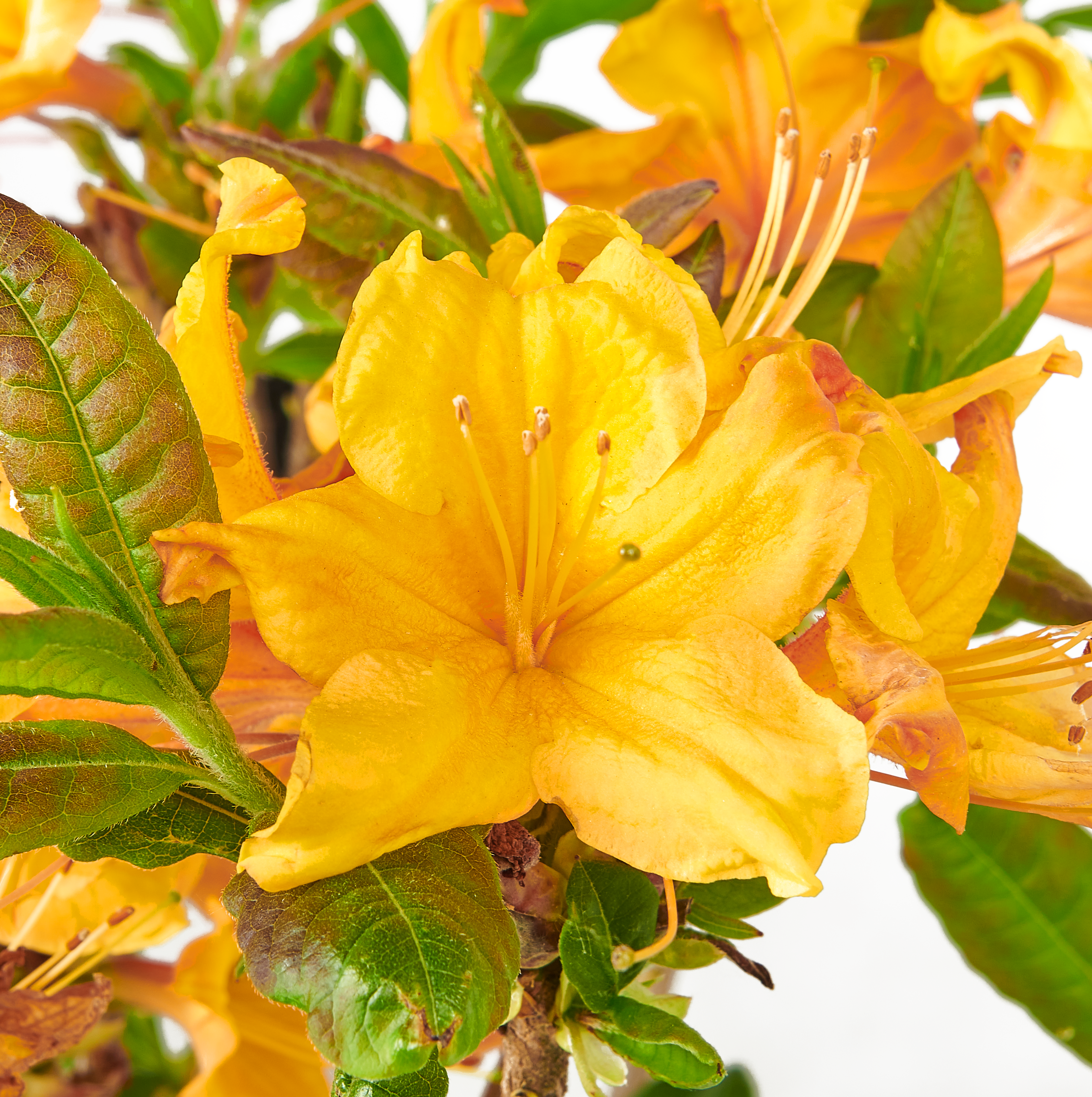 Azalia wielkokwiatowa mix 40-60 cm - 4