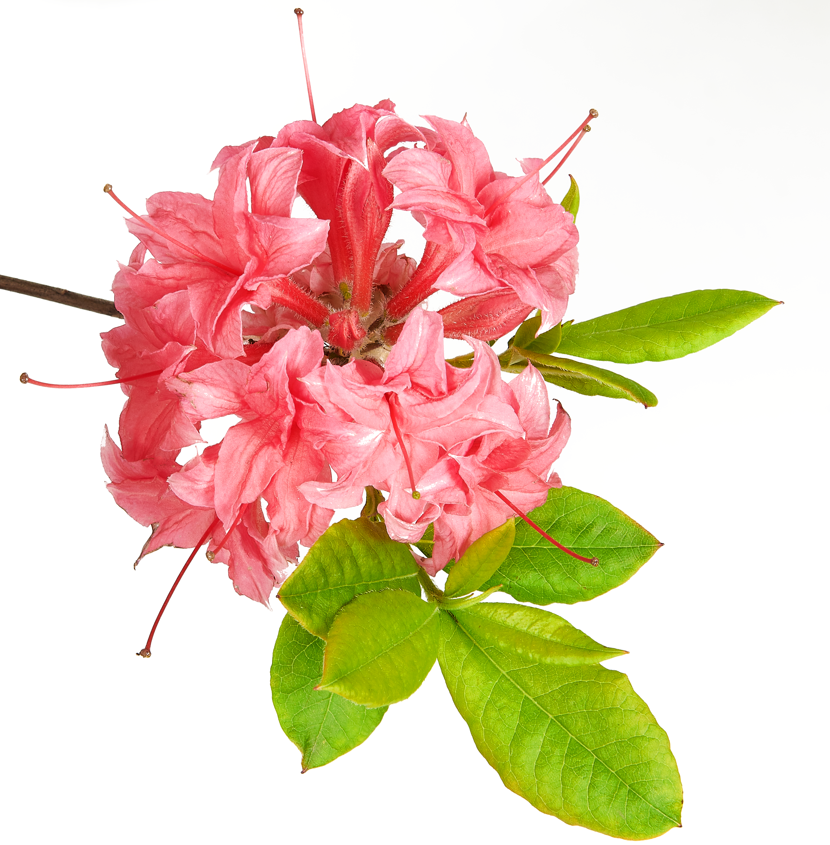 Azalia wielkokwiatowa mix 40-60 cm - 3