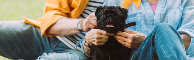 benefícios de viver com animais de estimação 