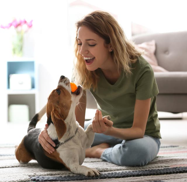 dicas uteis para viver com animais de estimação