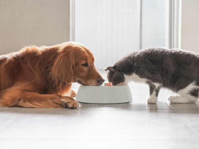 alimentação de animais de estimação