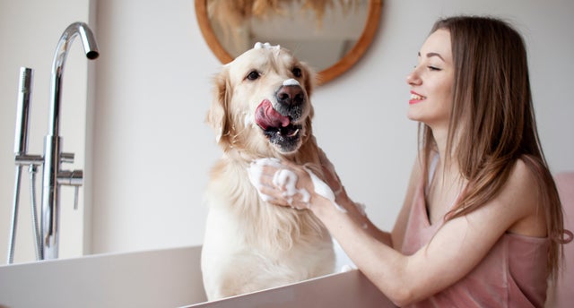 dar banho a animais de estimação
