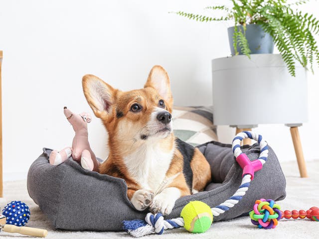 brinquedos para animais de estimação
