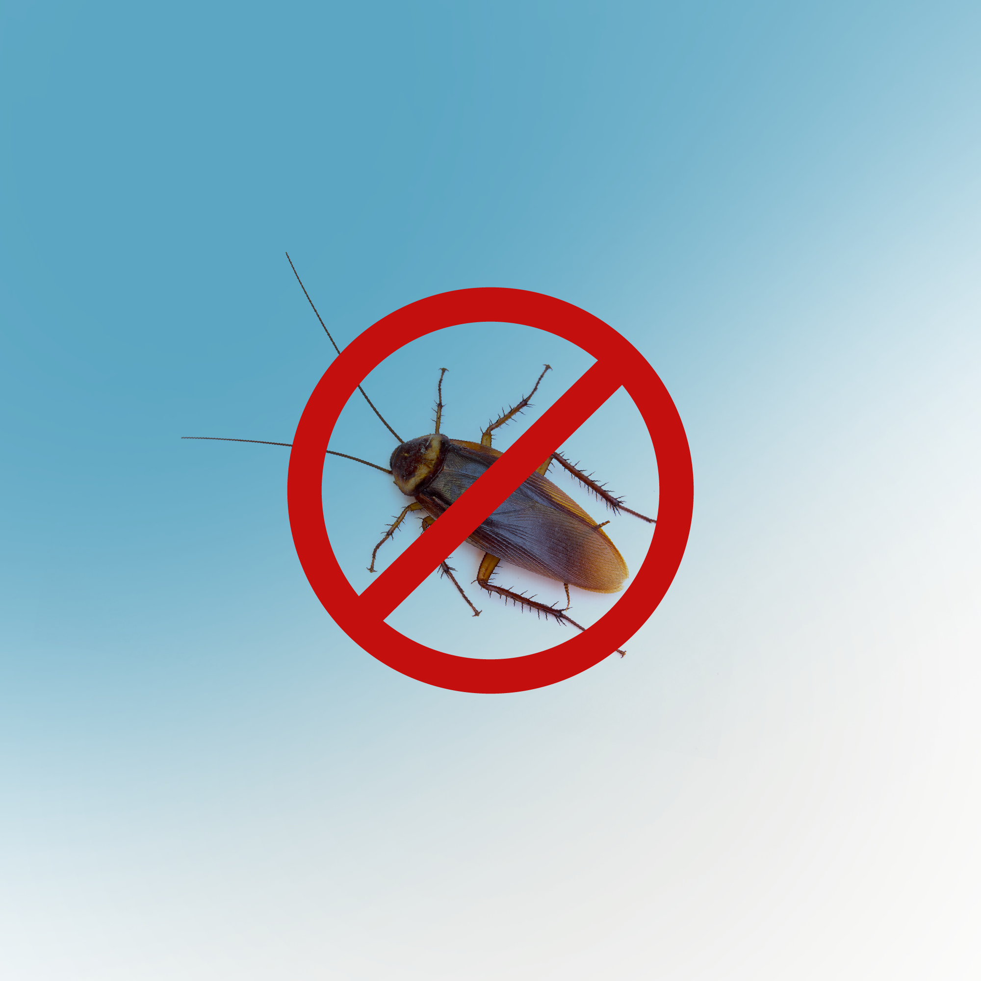 Insetticida trappola per scarafaggi PROTECT HOME 5 gr - 5