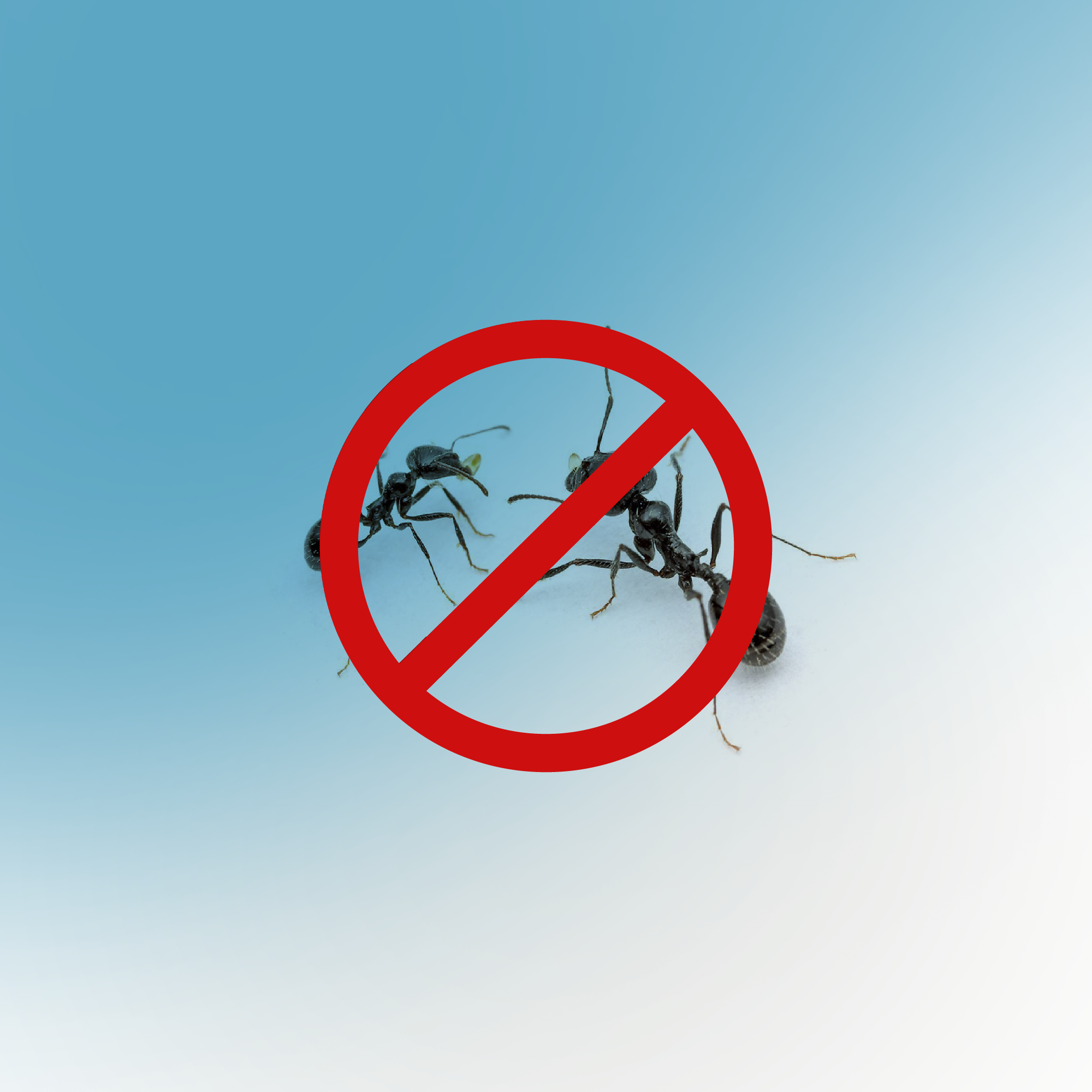 Trappola gel per formiche PROTECT HOME, 4 pezzi - 4