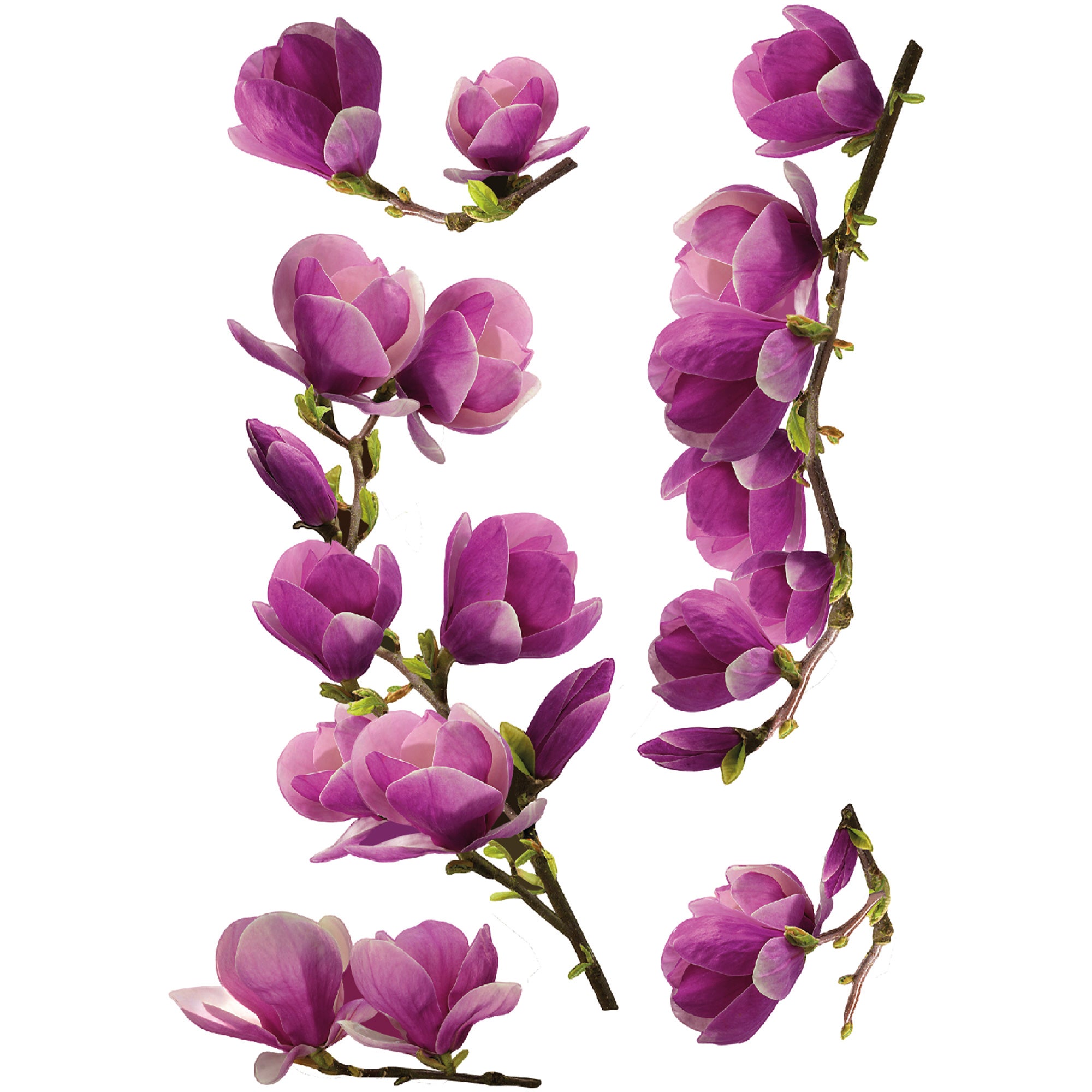 Sticker décoratif magnolia, multicolore x 48 cm - 2