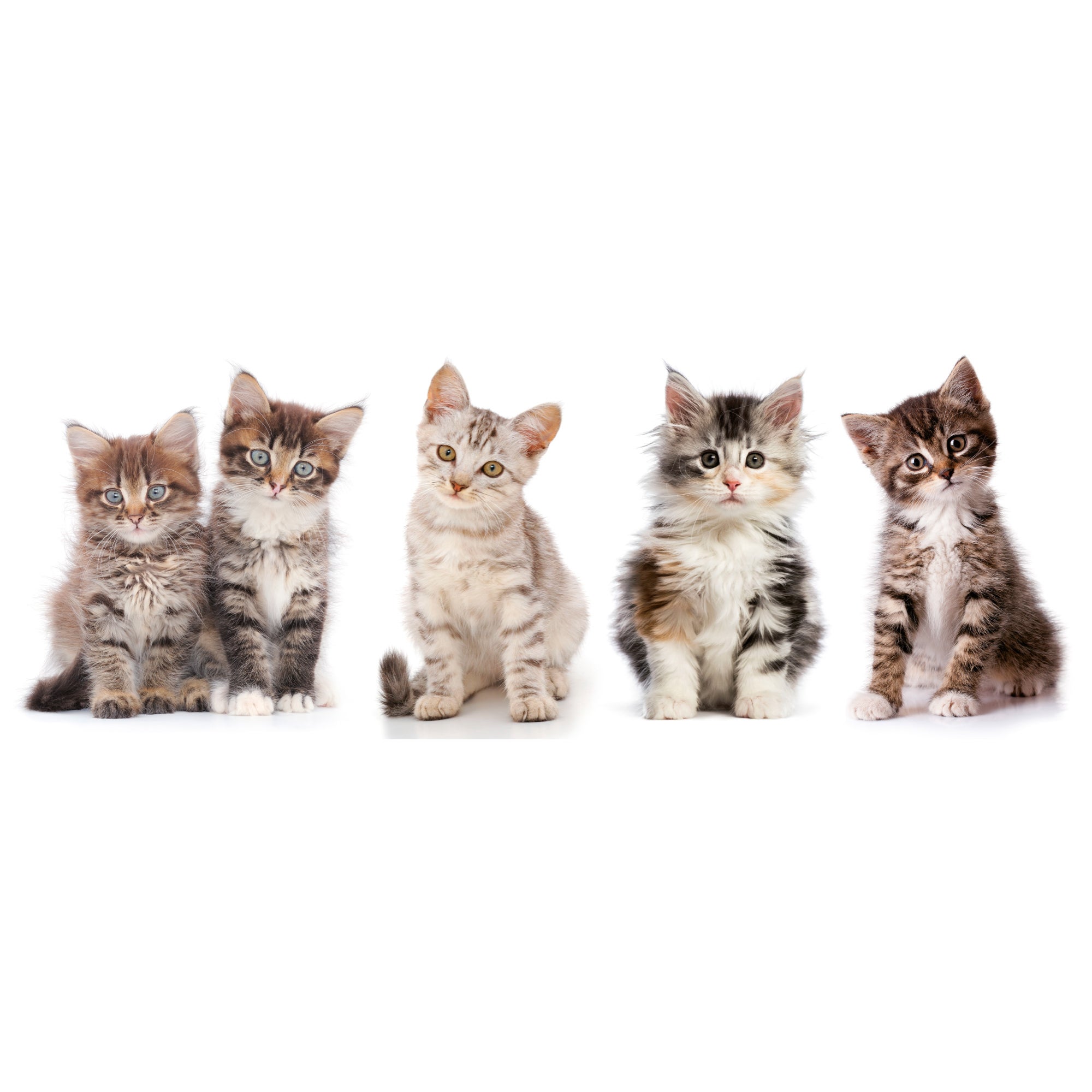 Sticker décoratif petits chats, multicolore x 24 cm - 3