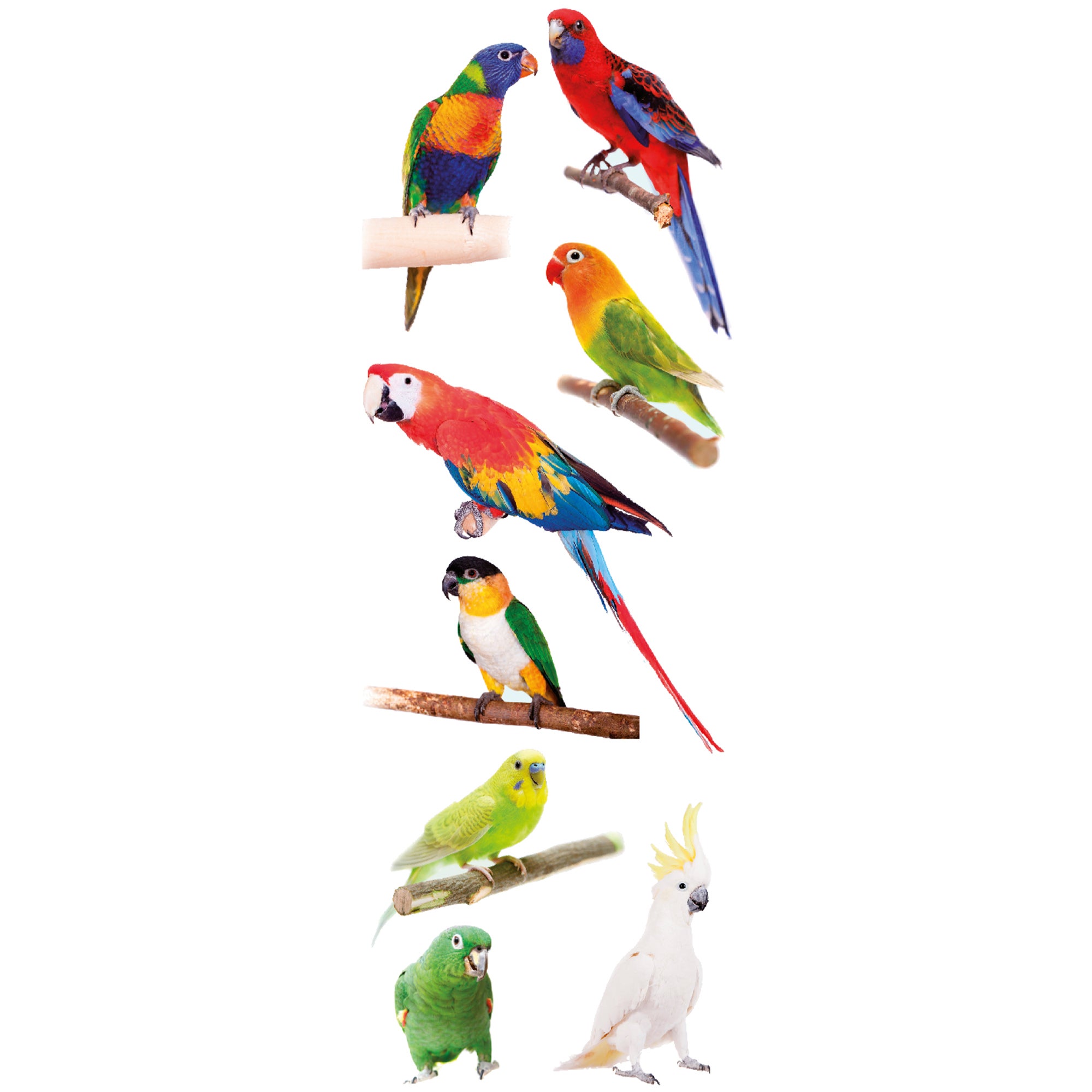 Sticker décoratif oiseaux tropicaux, multicolore x 24 cm - 2