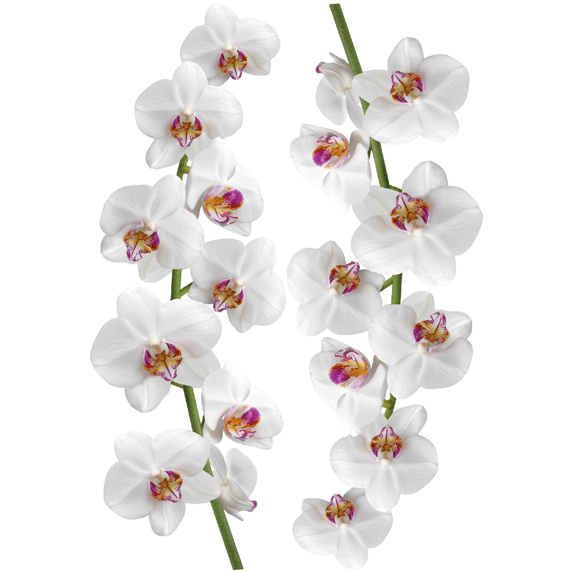 Sticker décoratif orchidée, blanc x 48 cm - 2