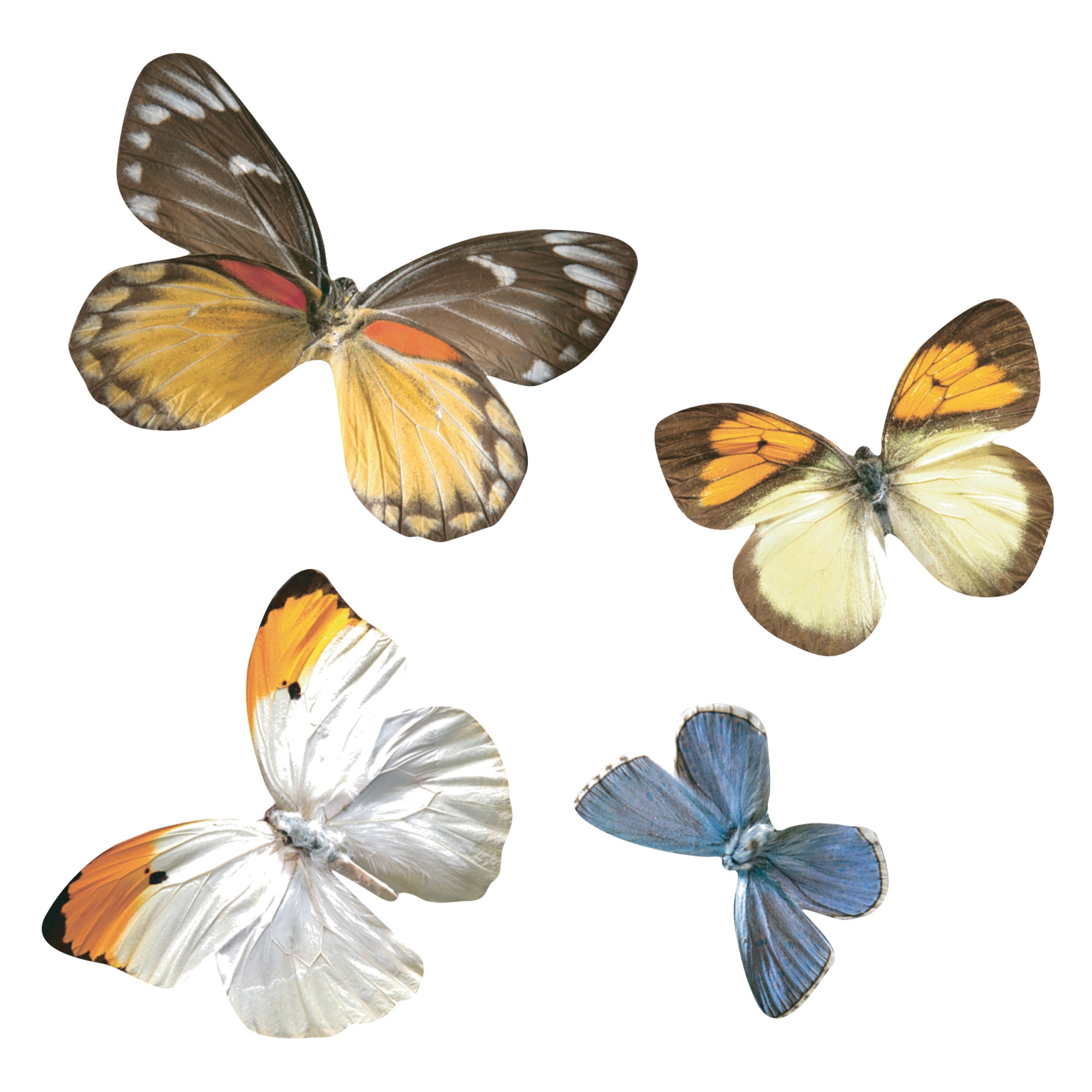 Sticker décoratif papillons, multicolore x 24 cm - 3