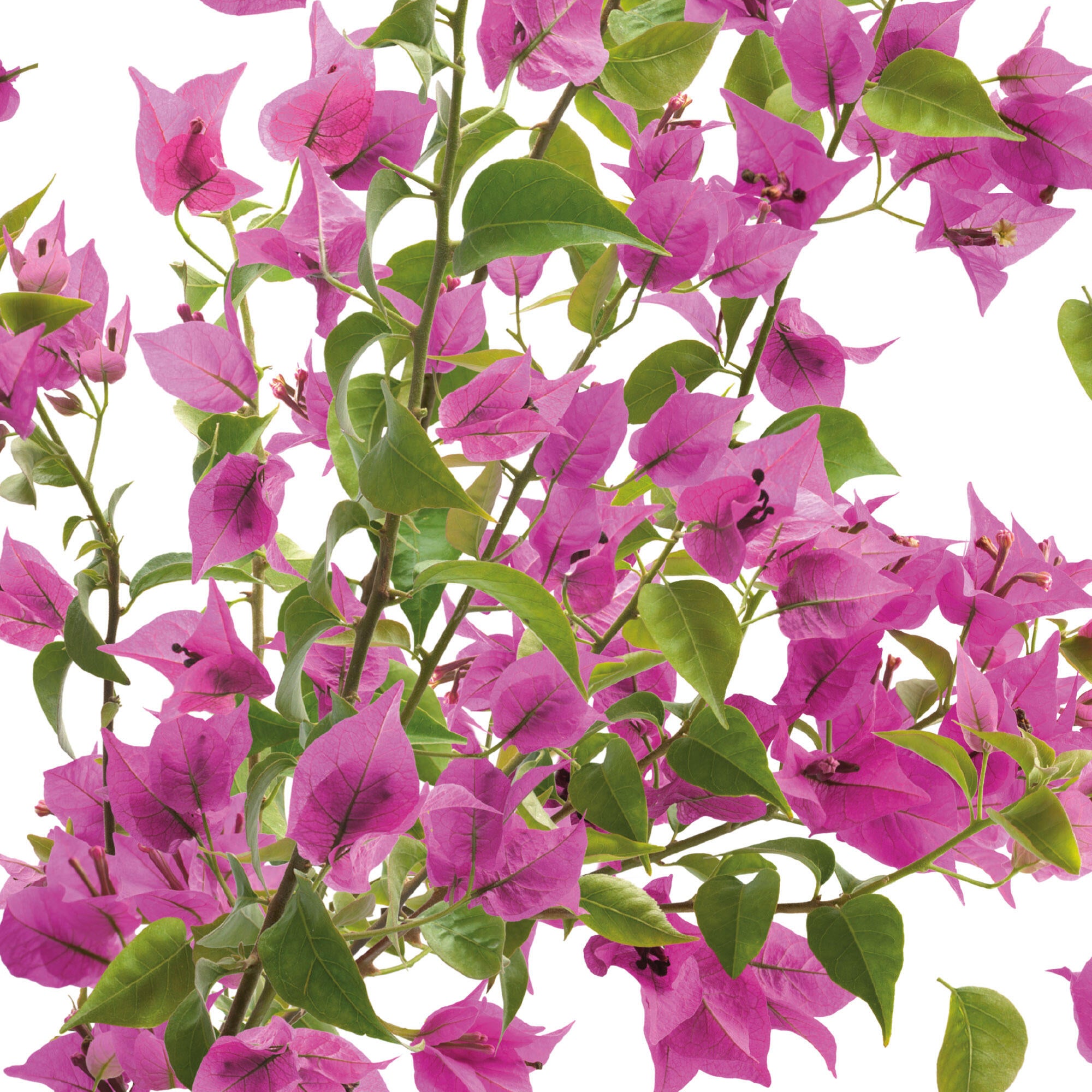Sticker bougainvilliers, multicolore, 48 cm x 68 cm - 3