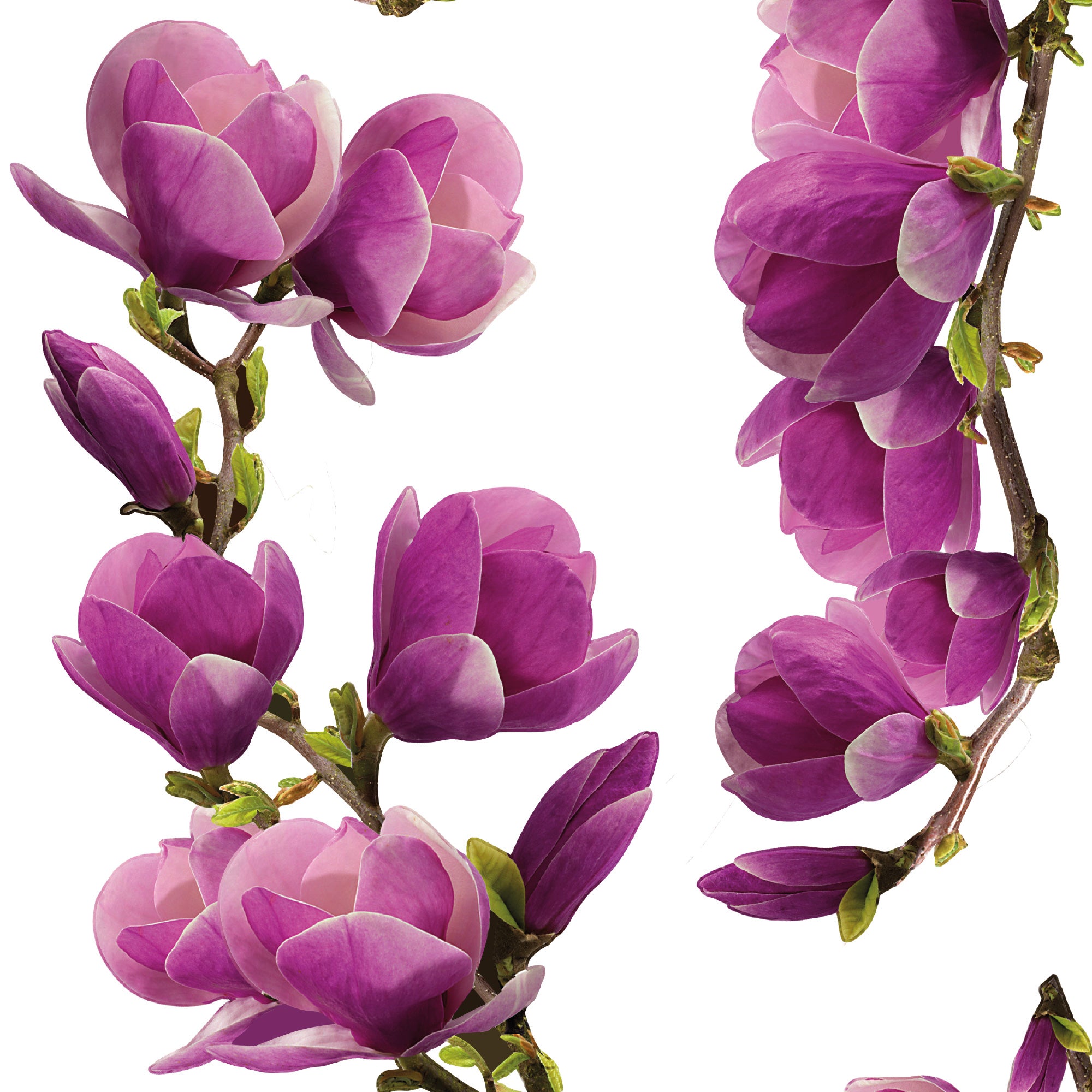 Sticker décoratif magnolia, multicolore x 48 cm - 3