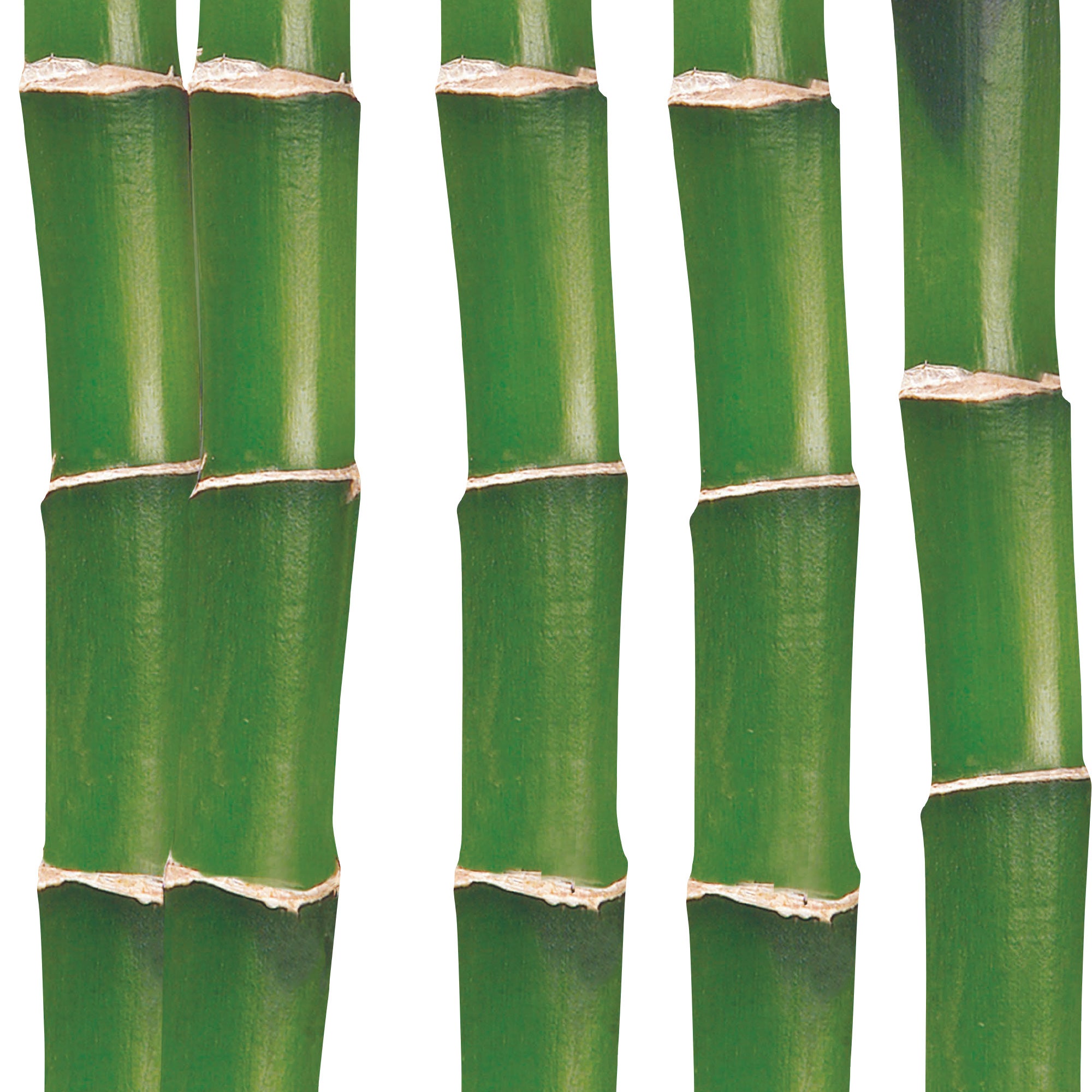 Sticker décoratif bambous, vert x 24 cm - 3
