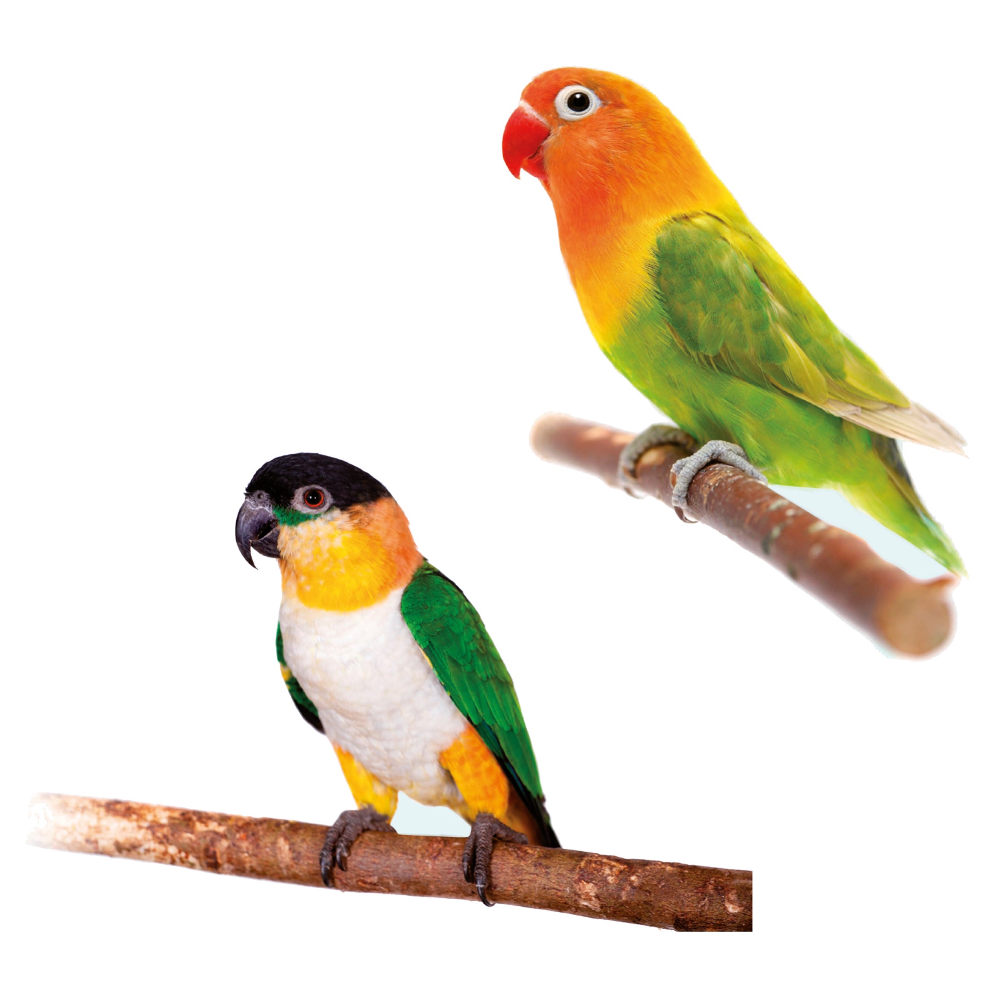 Sticker décoratif oiseaux tropicaux, multicolore x 24 cm - 3