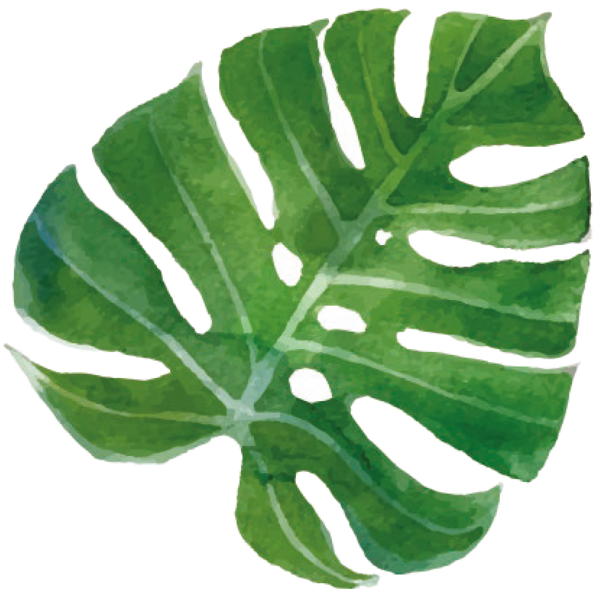 Sticker décoratif nature tropicale, multicolore x 24 cm - 4