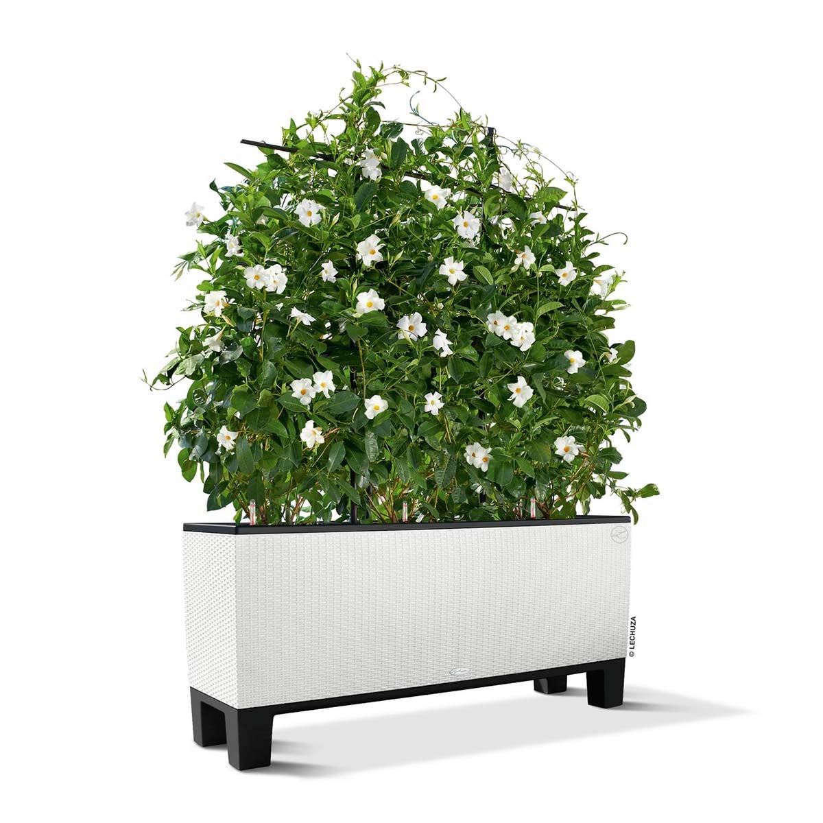 Supporto vaso nero Trio Cottage LECHUZA H 15 x L 98 cm - 5
