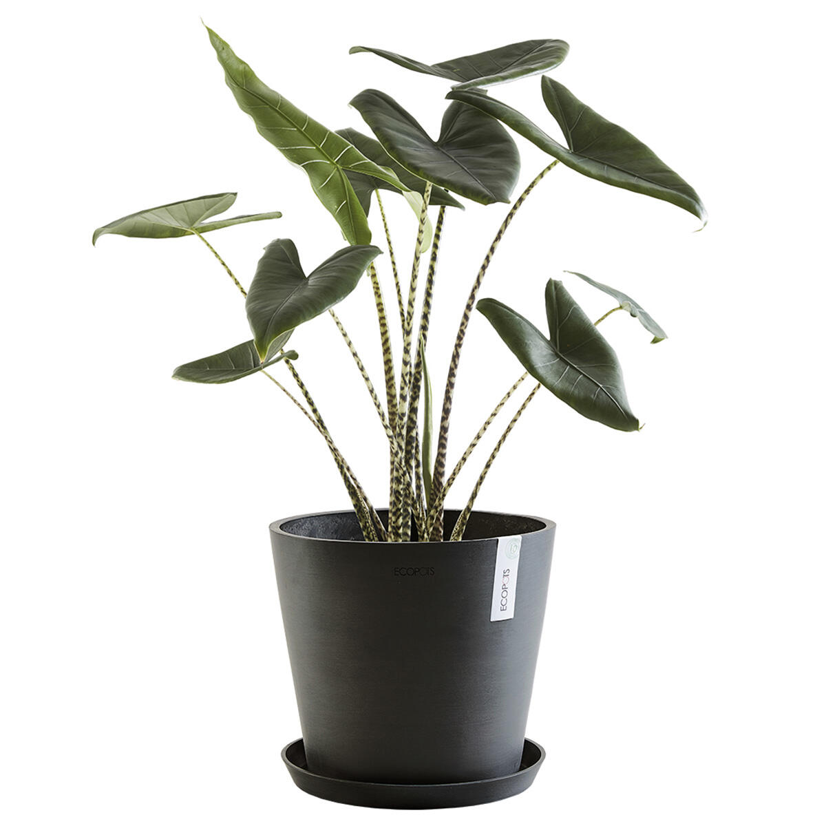 Vaso Amsterdam ECOPOT'S in polipropilene antracite H 44.5 x ø 50 cm - 2