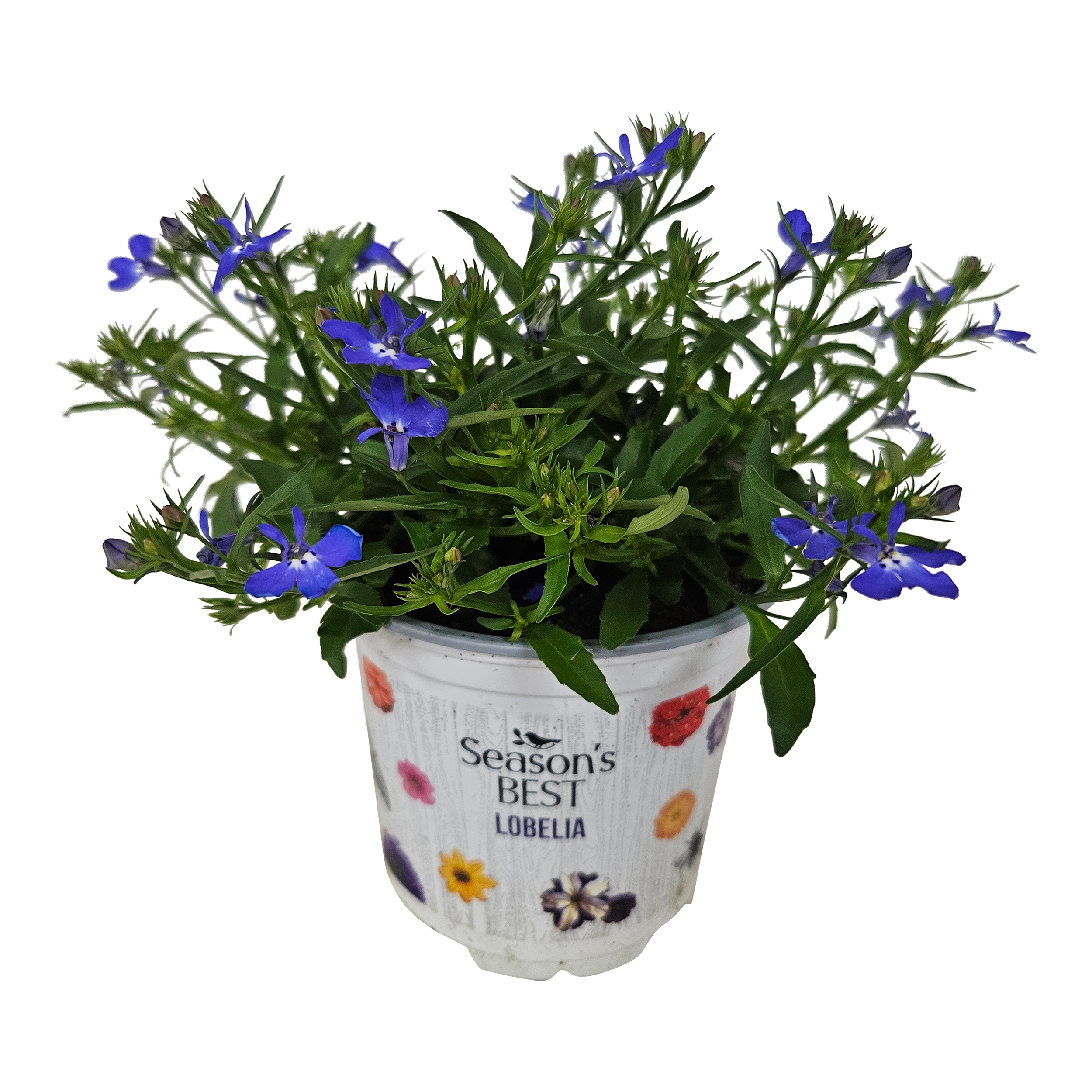 Lobelia 20 cm