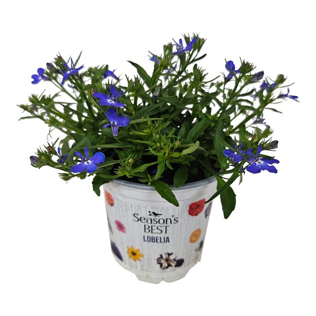Lobelia 20 cm 91196890