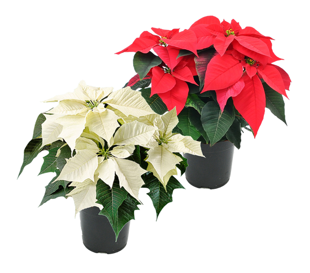 Poinsecja mix 40-45 cm