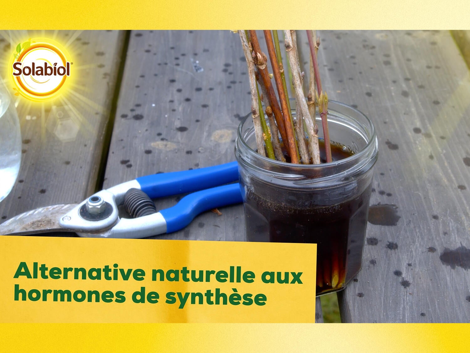 Bouturage Osiryl SOLABIOL 40ML - 4