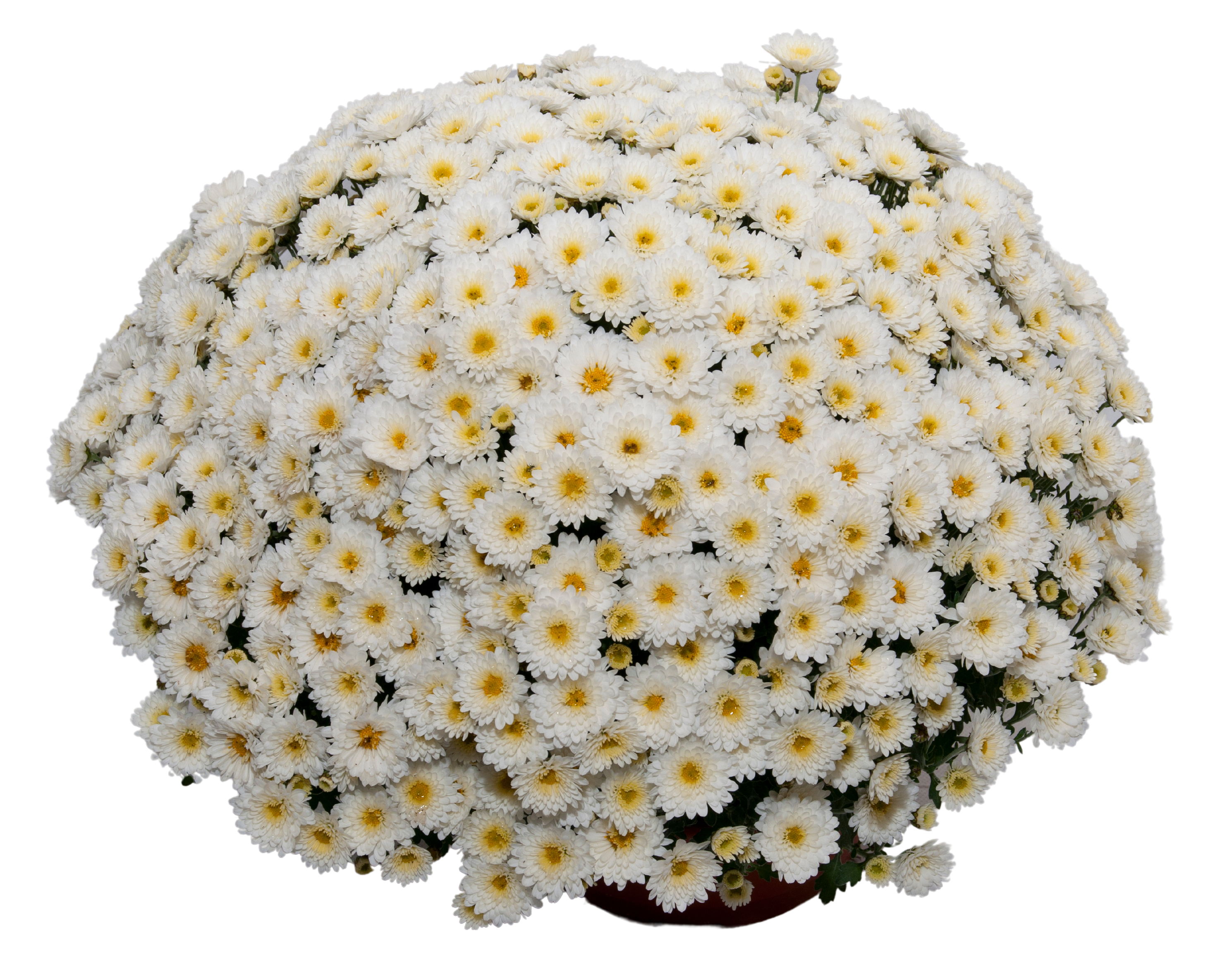 Chryzantema Wielokwiatowa 30 cm