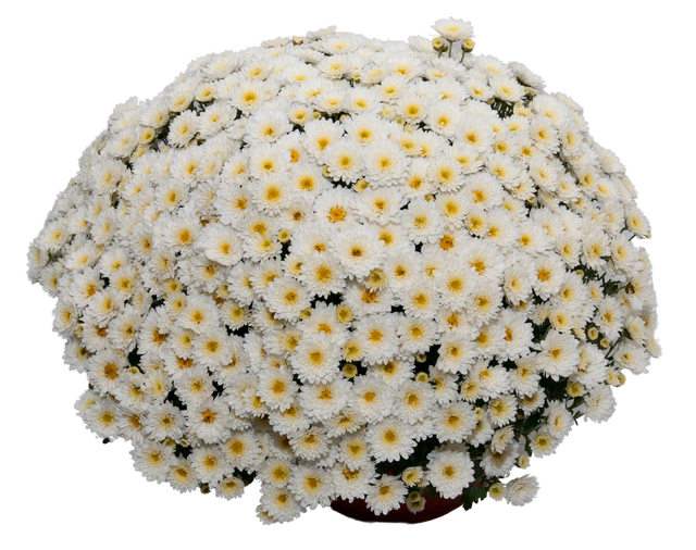 Chryzantema Wielokwiatowa 30 cm