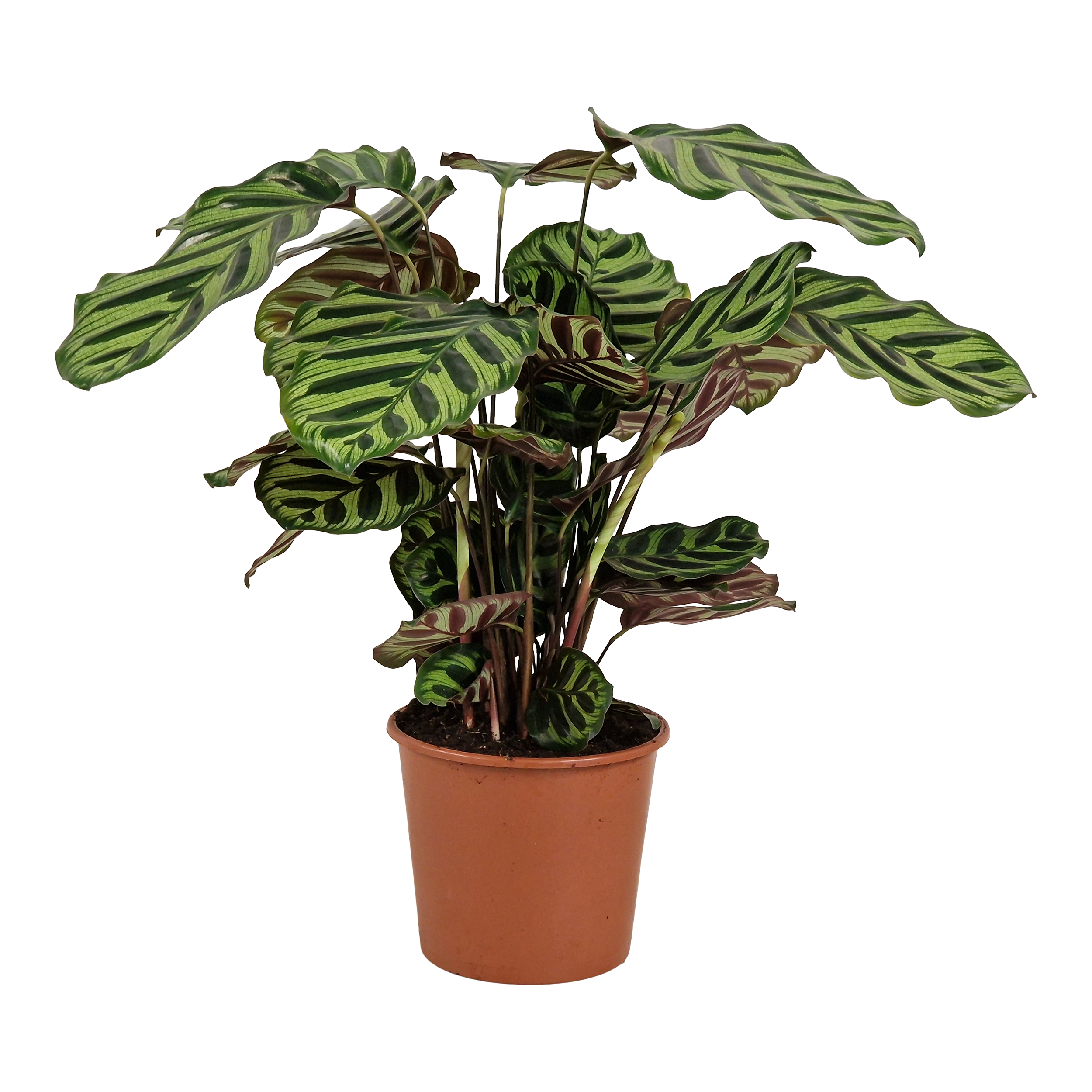 Kalatea Ostrzeszyn Makoyana 65 cm