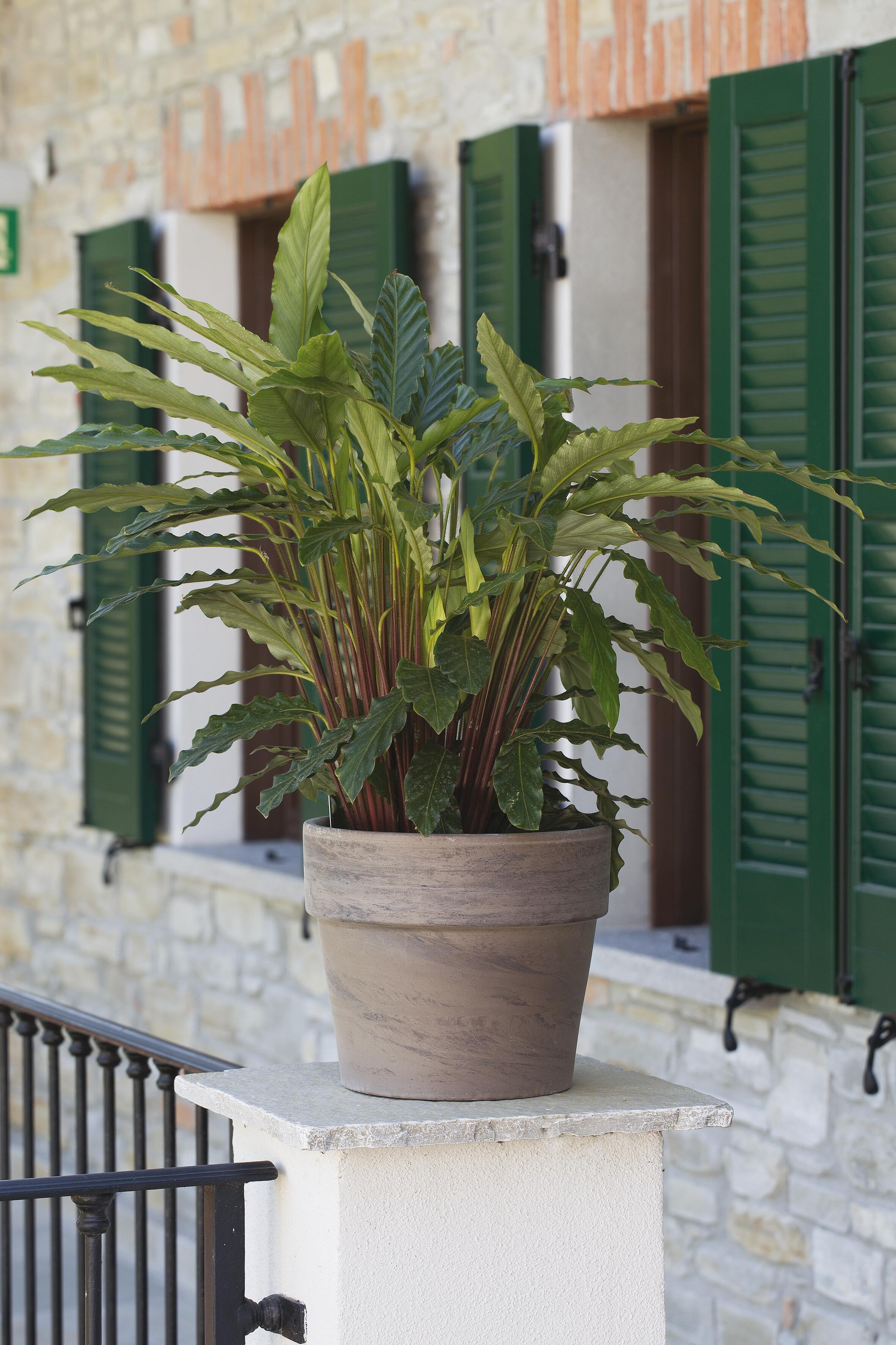 Vaso Calima Basalt CERMAX in terracotta marrone H 22 x ø 24 cm - 2
