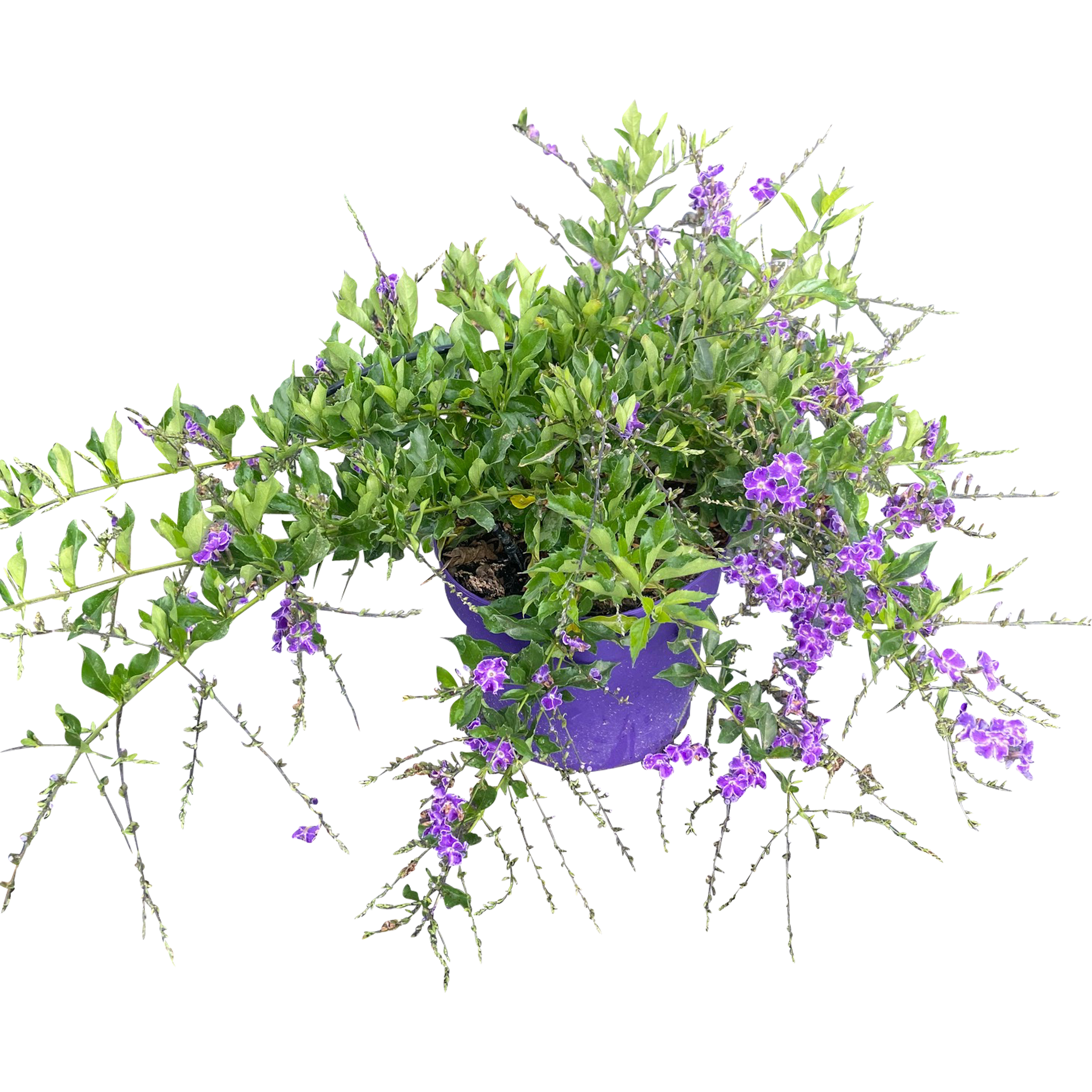 Duranta wzniesiona 35 cm