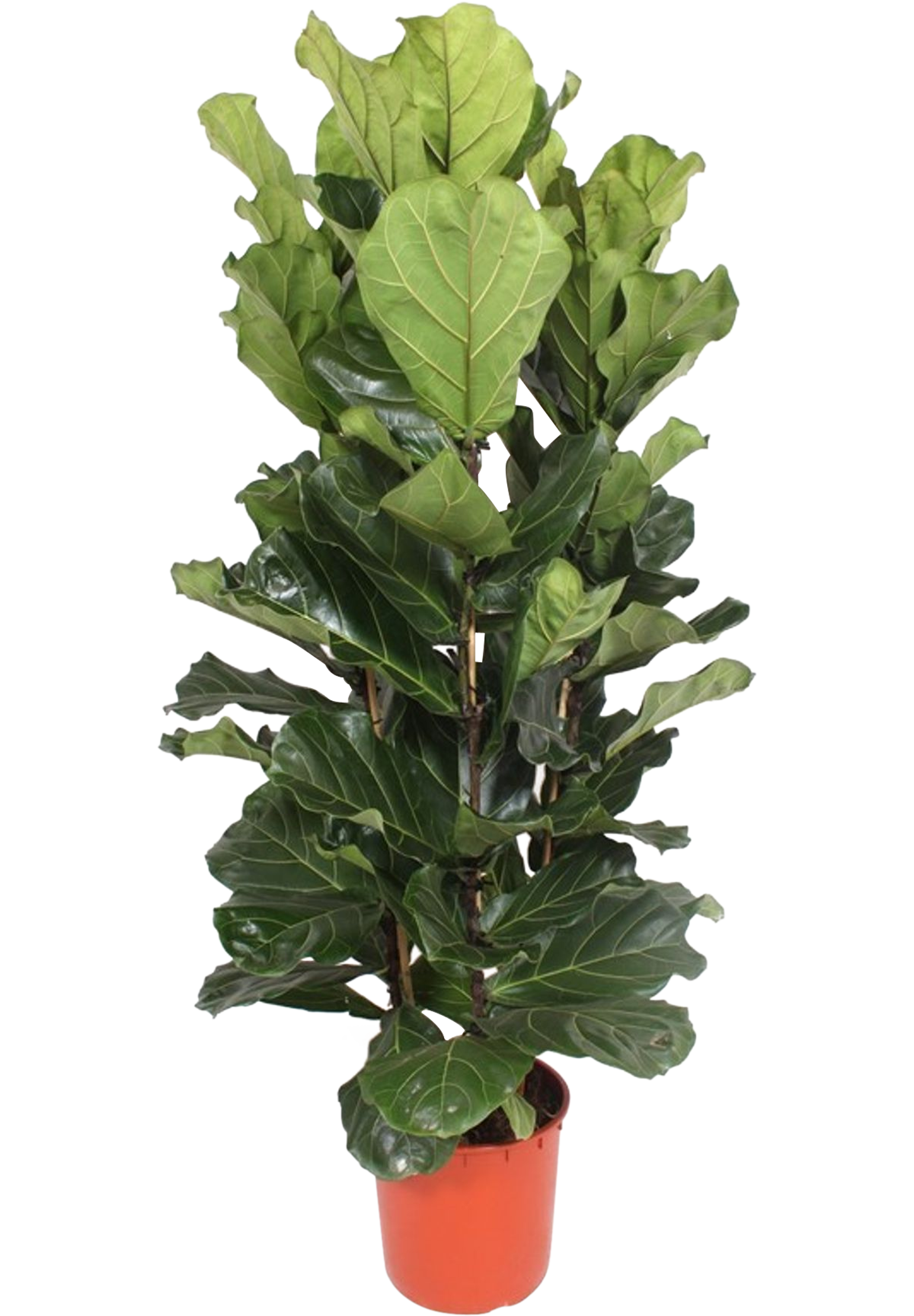 Fikus Lyrata 180 cm