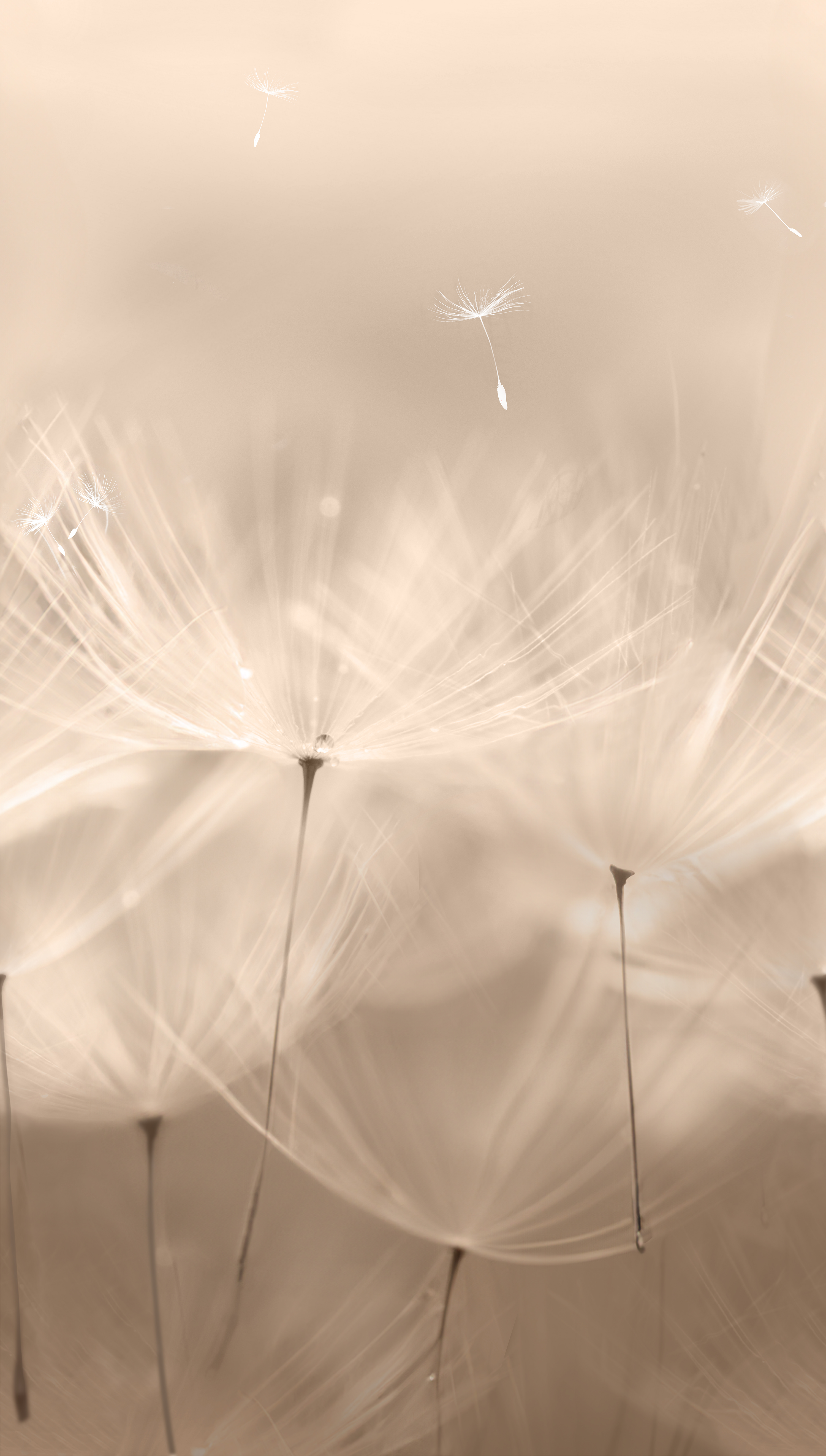 Tapeta panoramiczna Dandelion Dmuchawce szaro-beżowa - 2