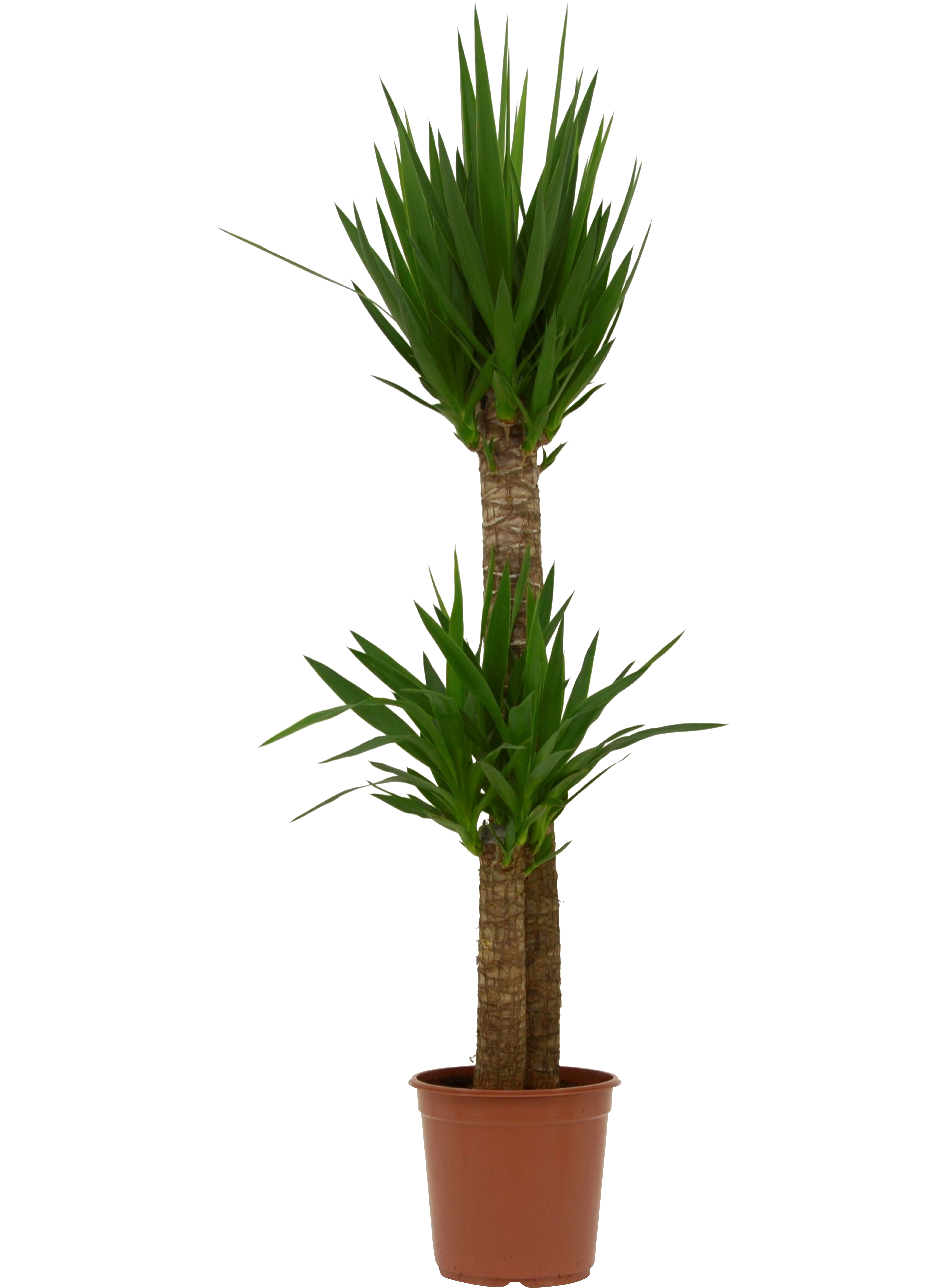 Juka 130-140 cm