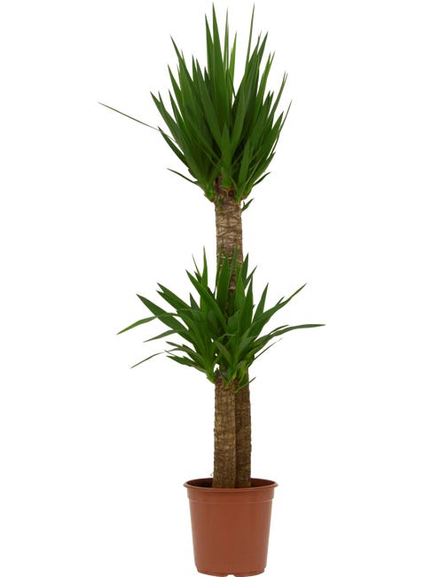 Juka 130 140 cm 82799673