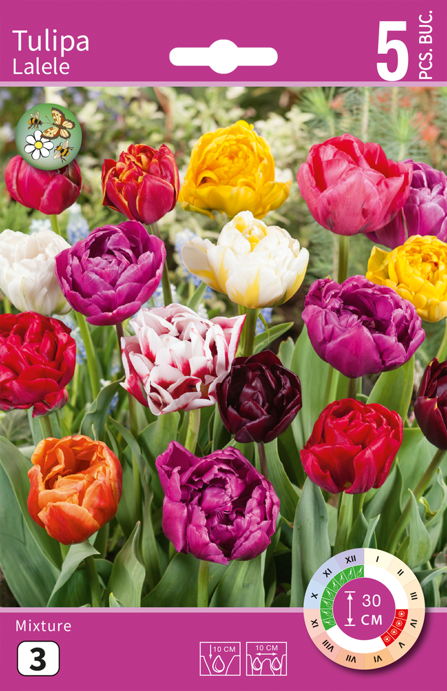 Tulipan Pełny mix 11/12 5szt. cebulki kwiatów