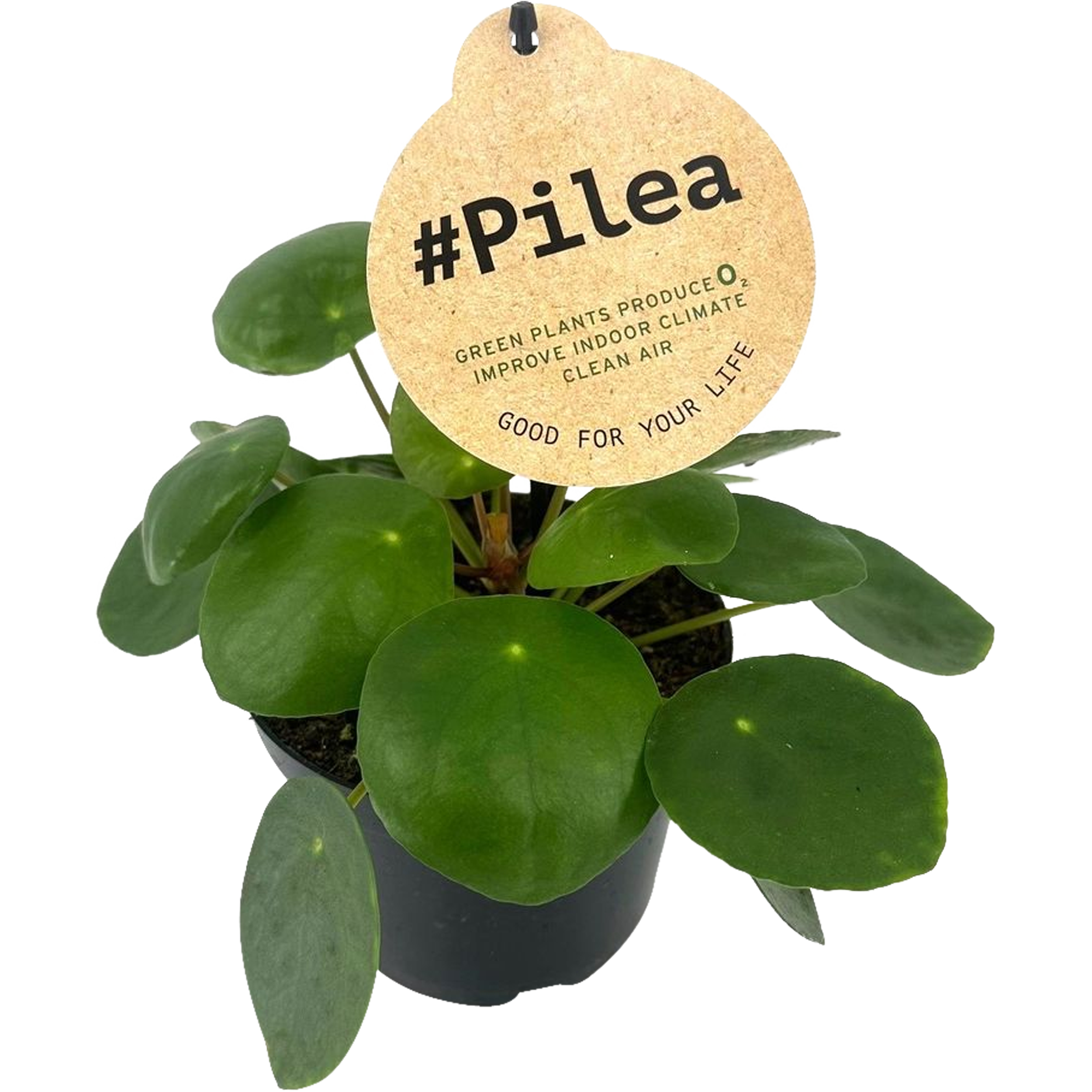 Pieniążek Pilea Peperomioides 16-25 cm