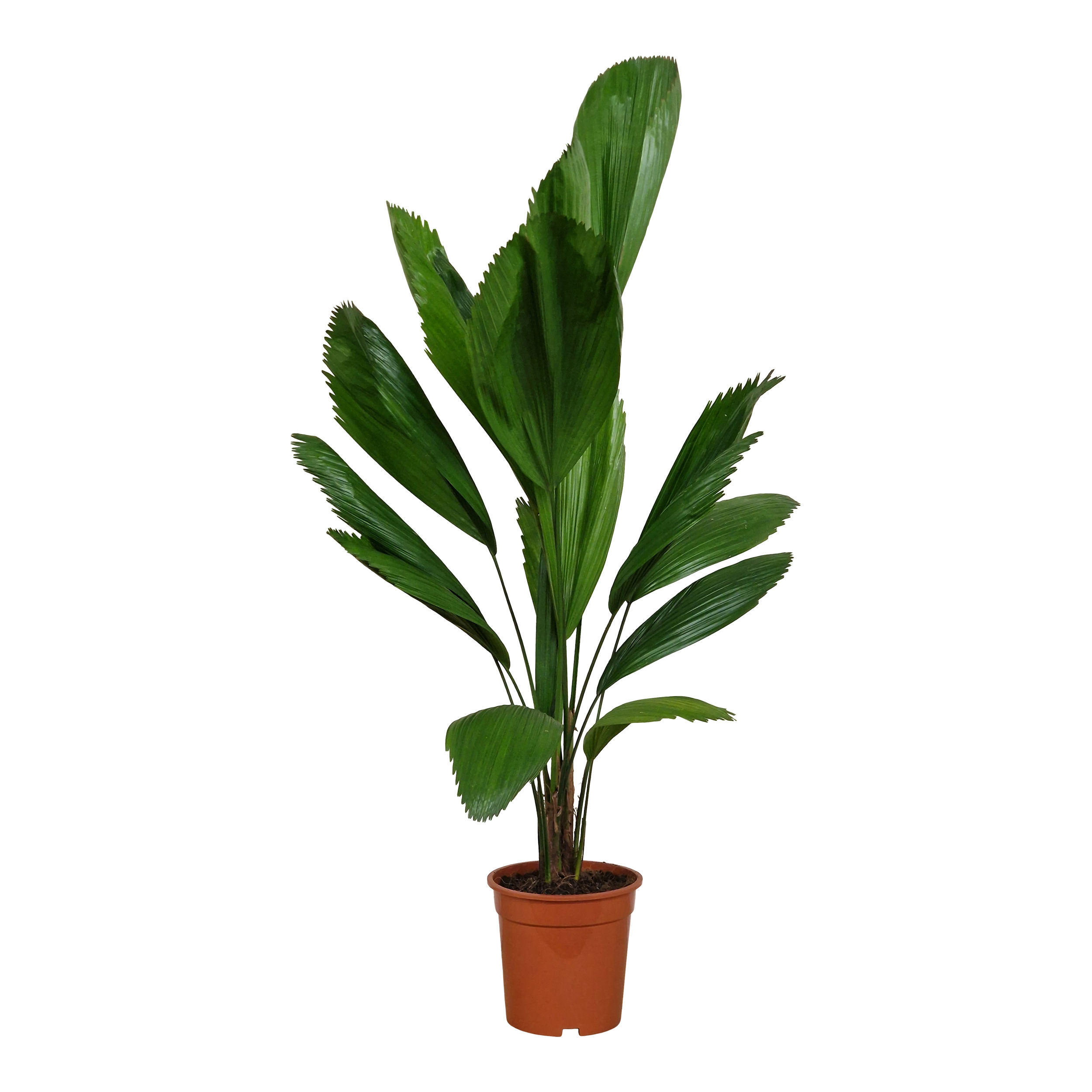 Licuala Grandis 80 cm