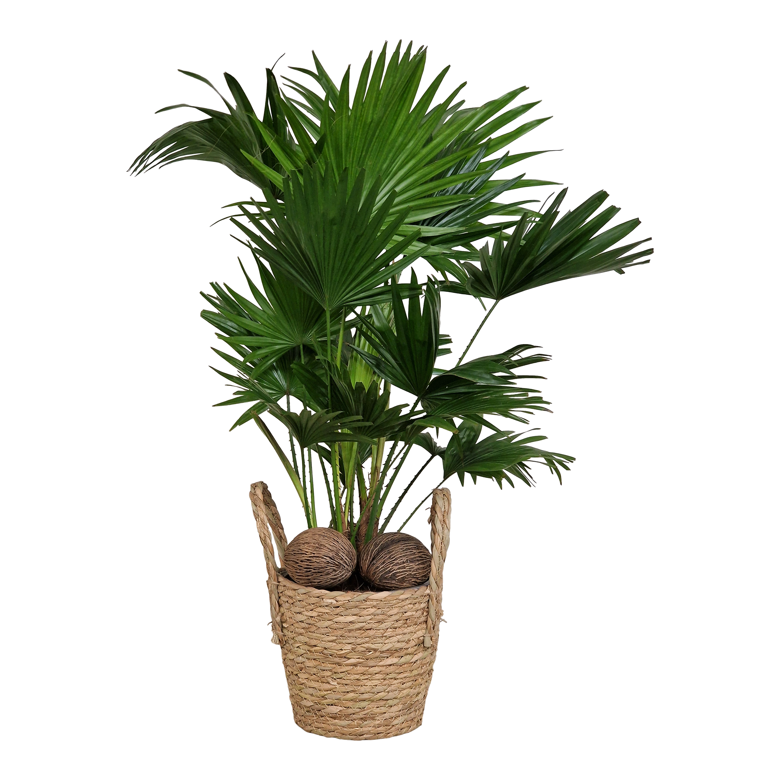 Liwistona okrągłolistna Palma domowa 70 cm