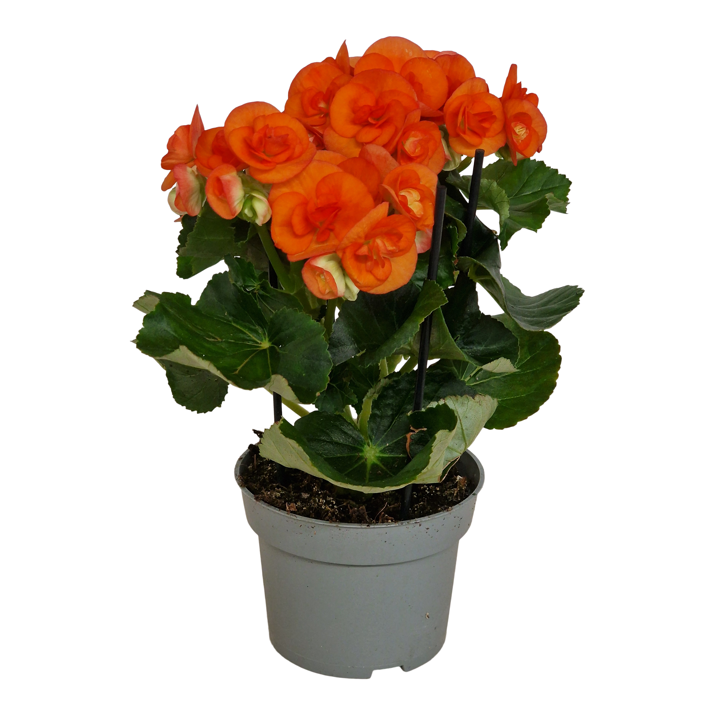 Begonia Batik Orange 35 cm